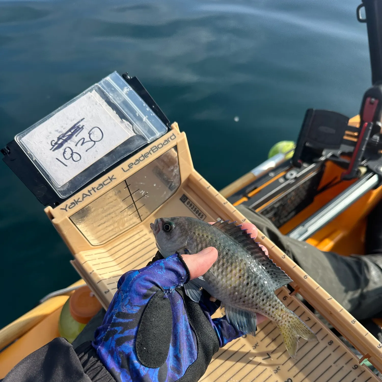 The most recent Blacksmith catches on Fishbrain