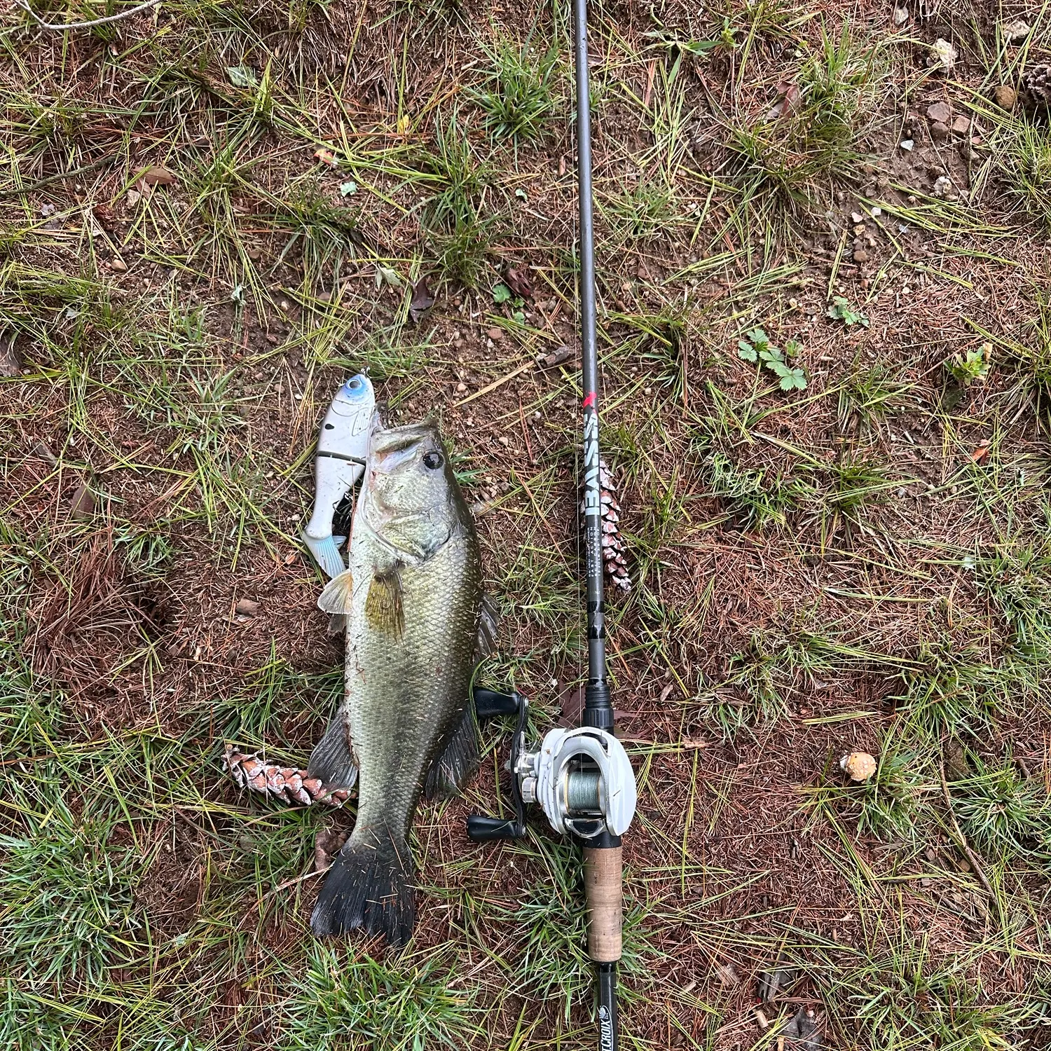 Largemouth bass caught on Fishbrain