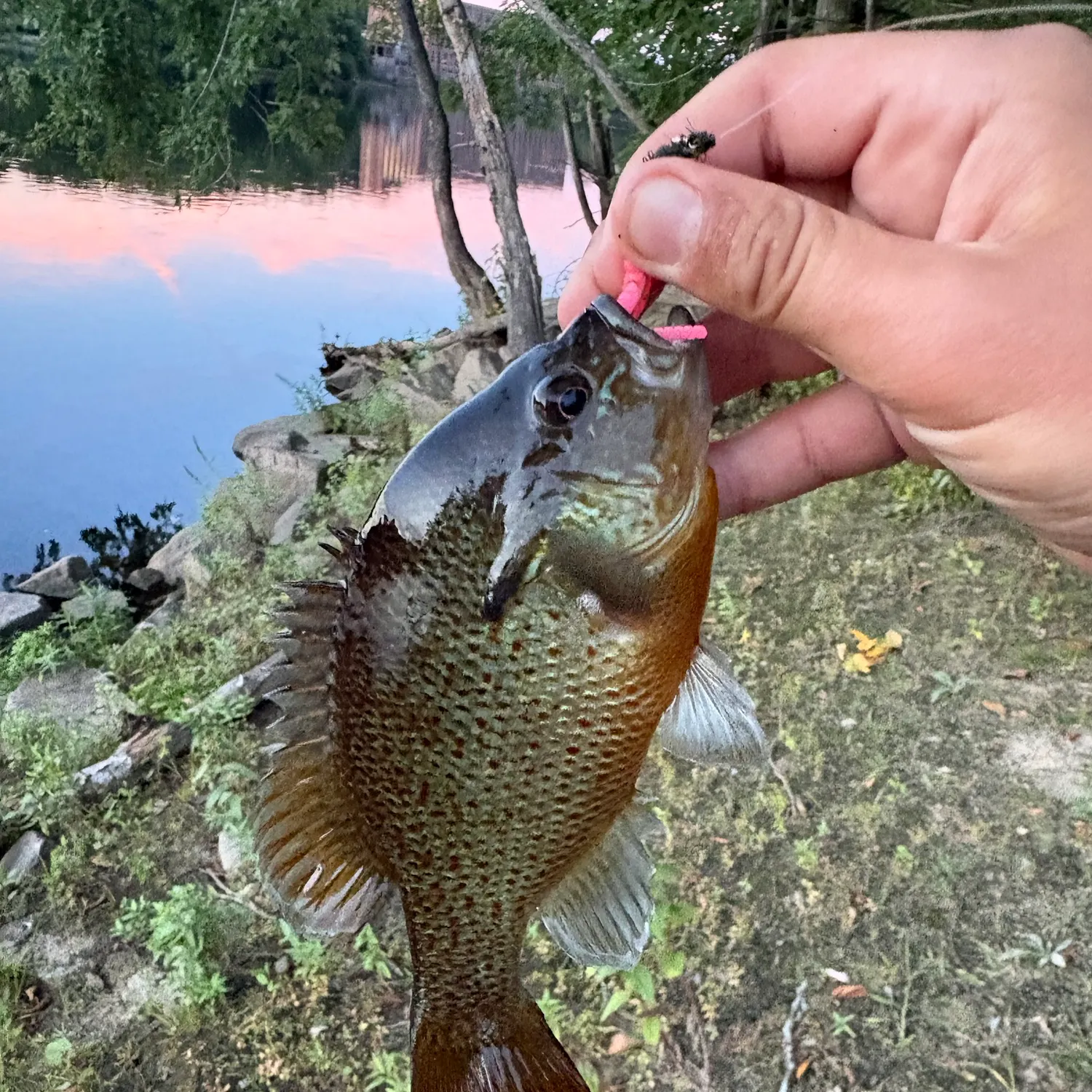 The most recent Redbreast sunfish catches on Fishbrain