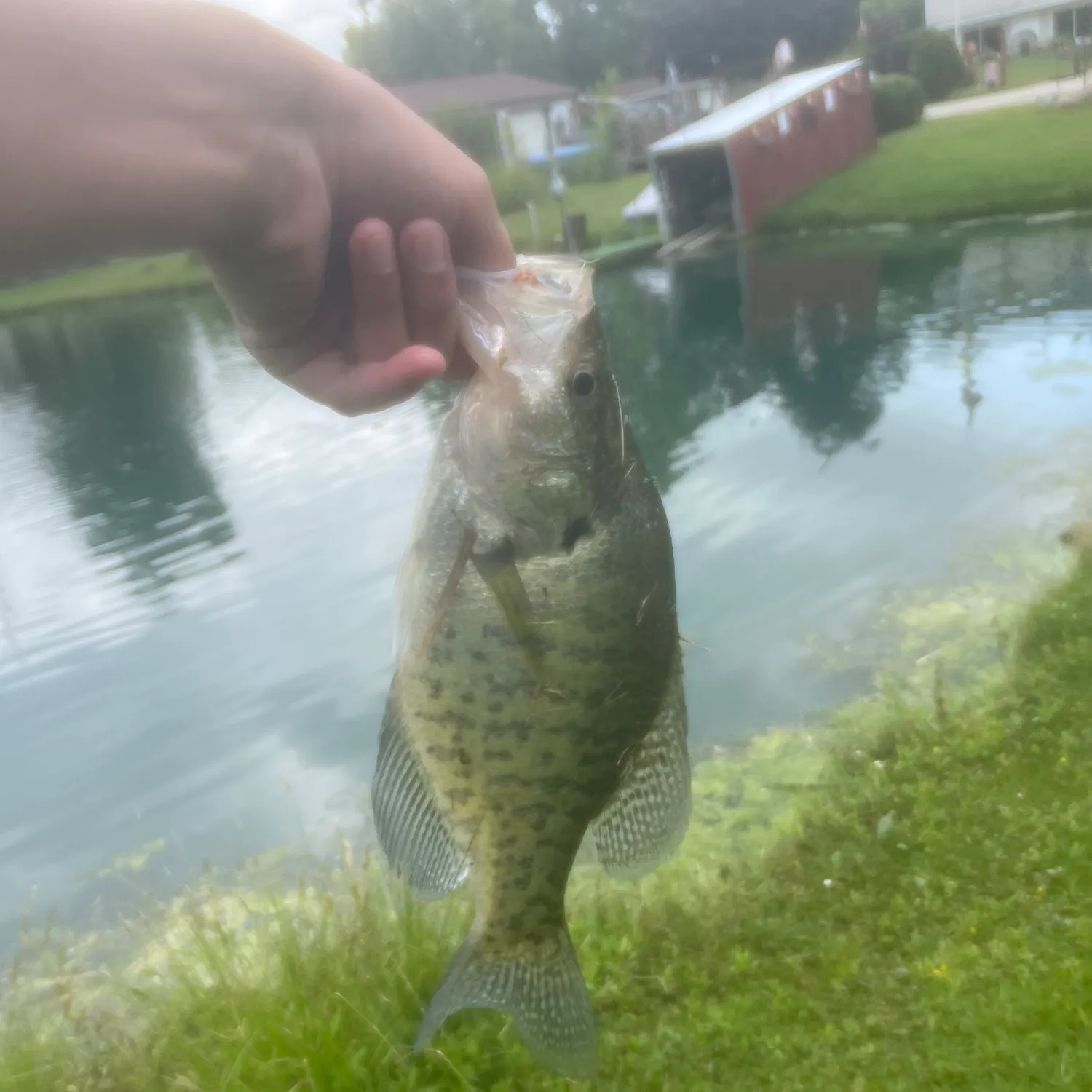 The most recent White crappie catches on Fishbrain
