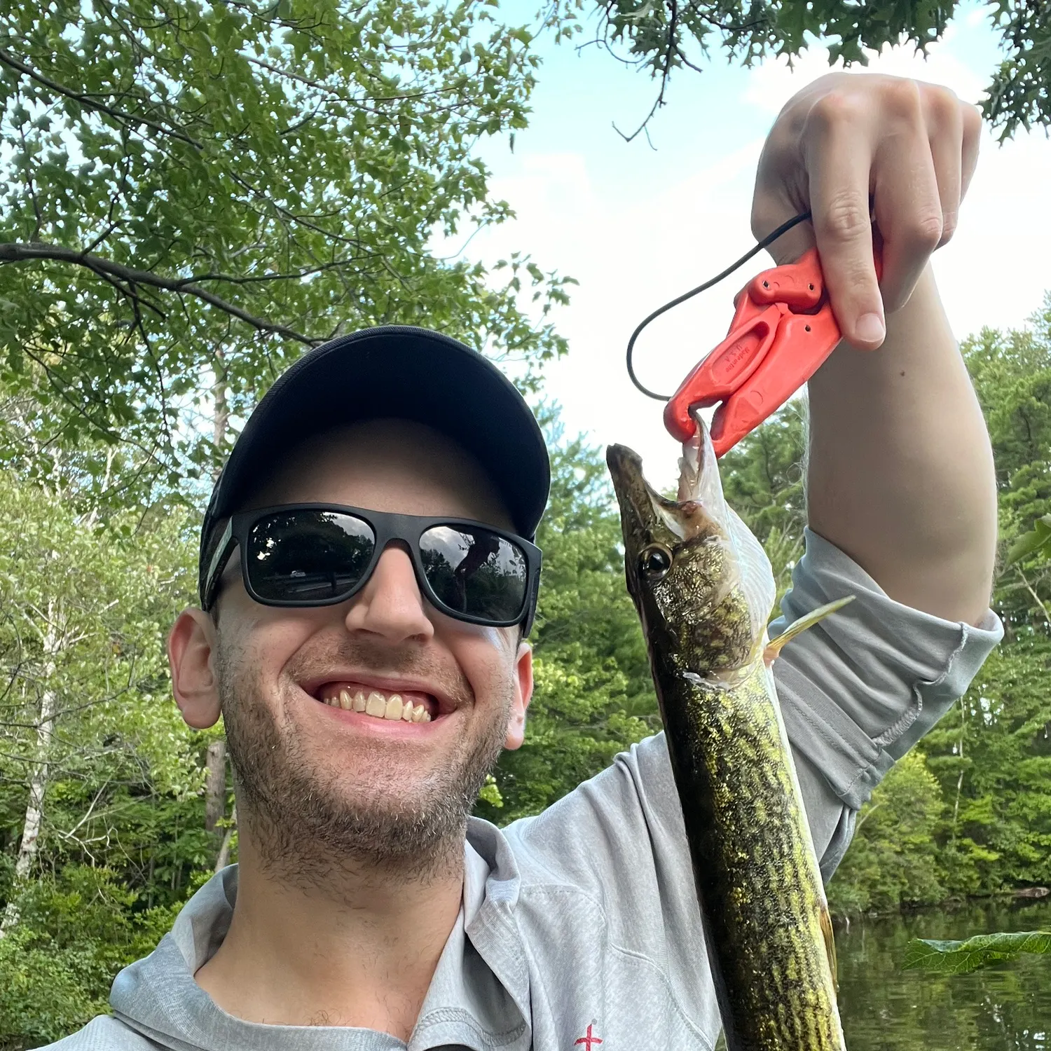 Chain pickerel caught on Fishbrain