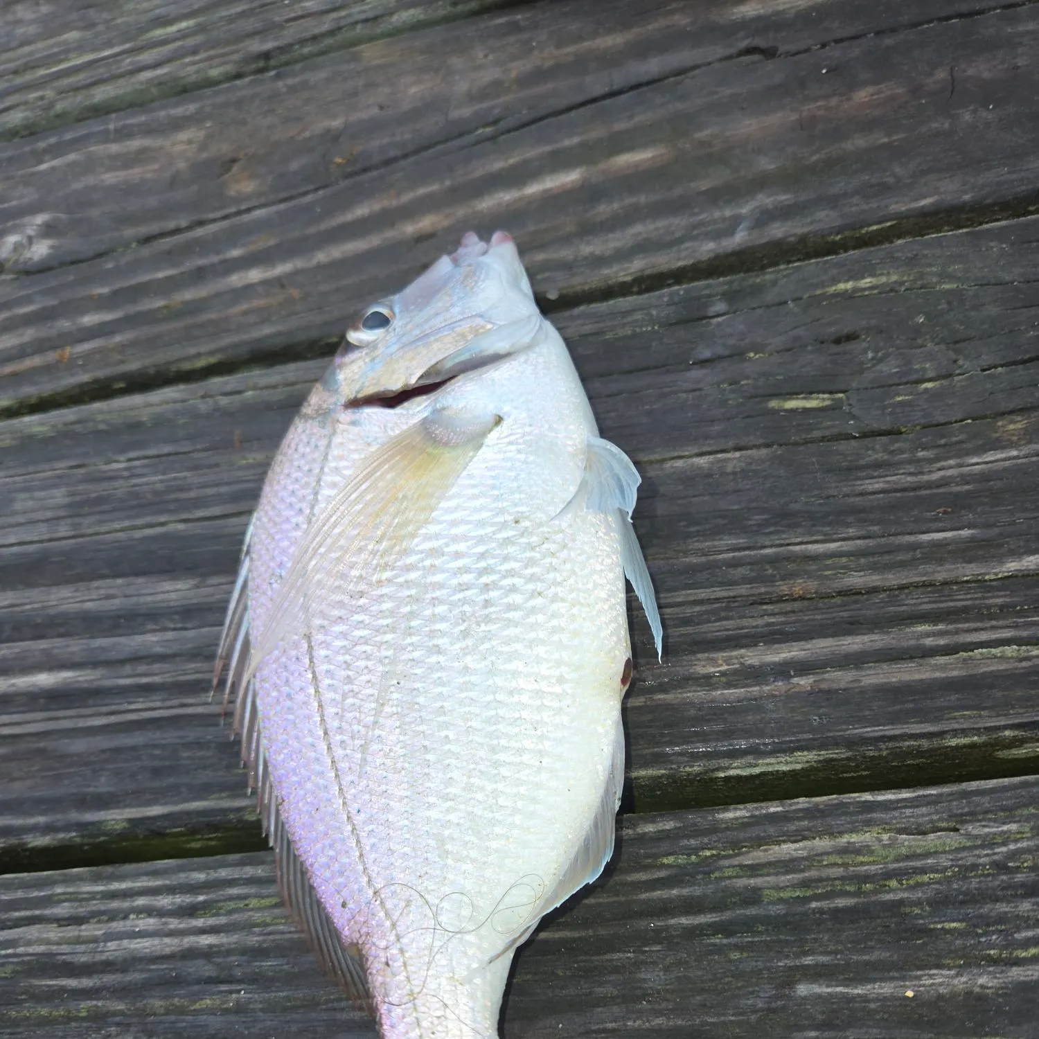Scup caught on Fishbrain