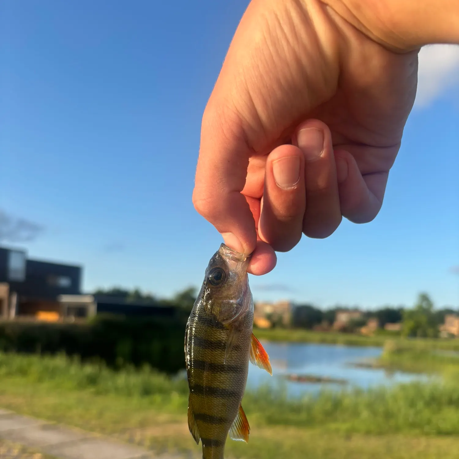 European perch caught on Fishbrain