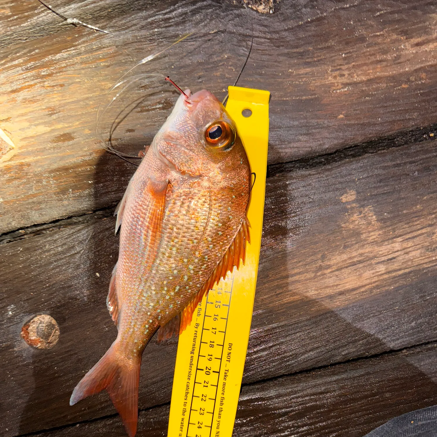 The most recent Australasian snapper catches on Fishbrain