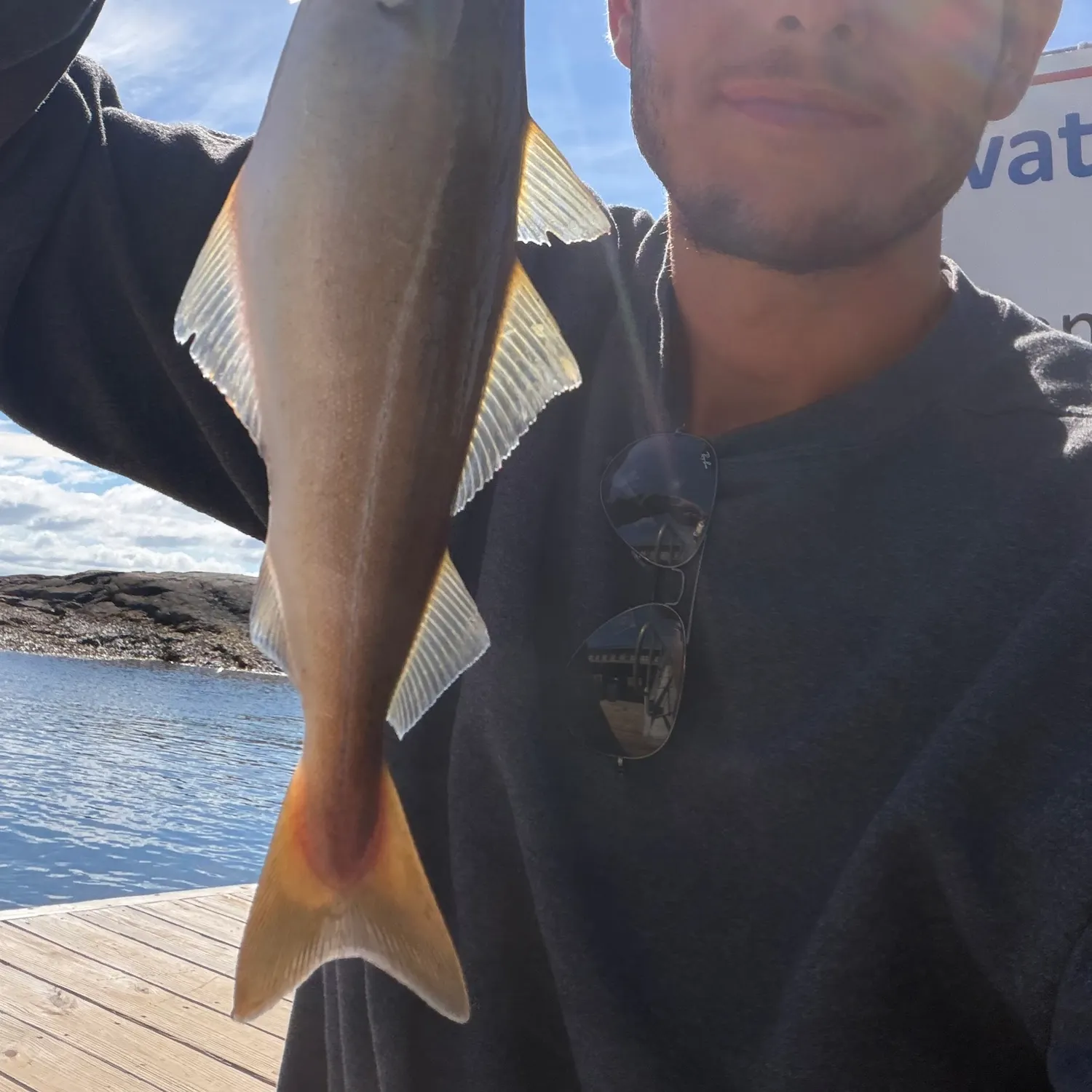 Atlantic pollock caught on Fishbrain