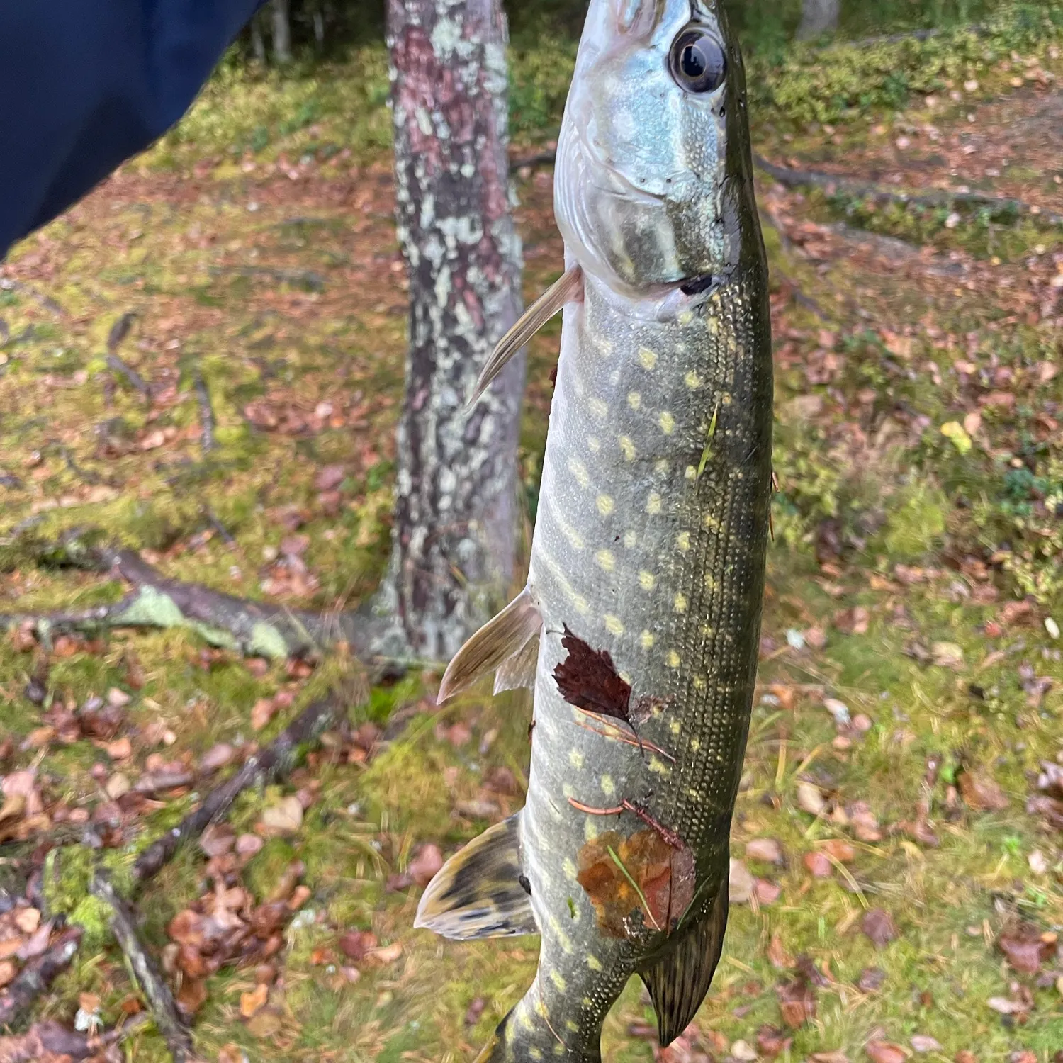 Northern pike caught on Fishbrain