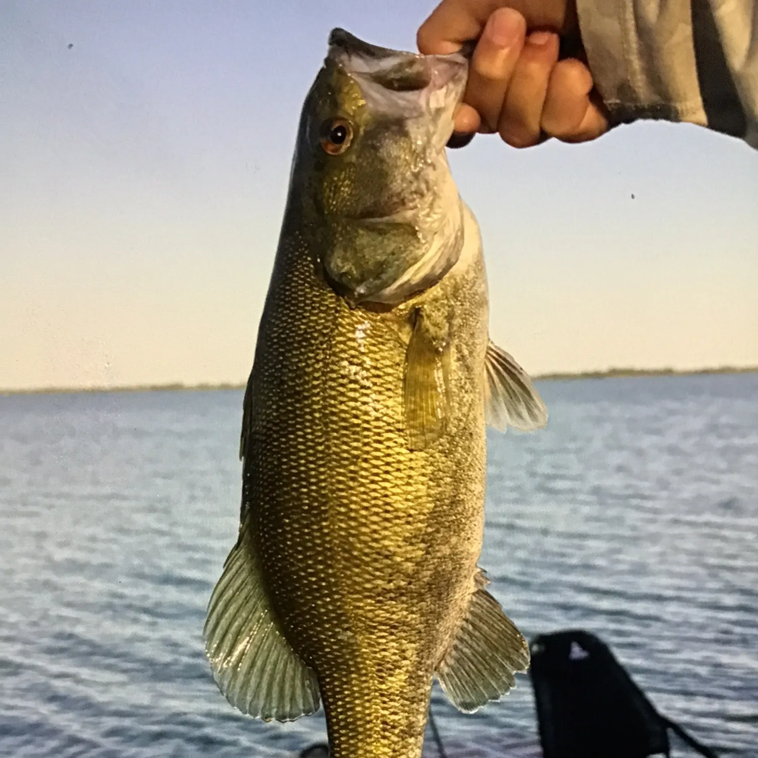 Smallmouth bass caught on Fishbrain