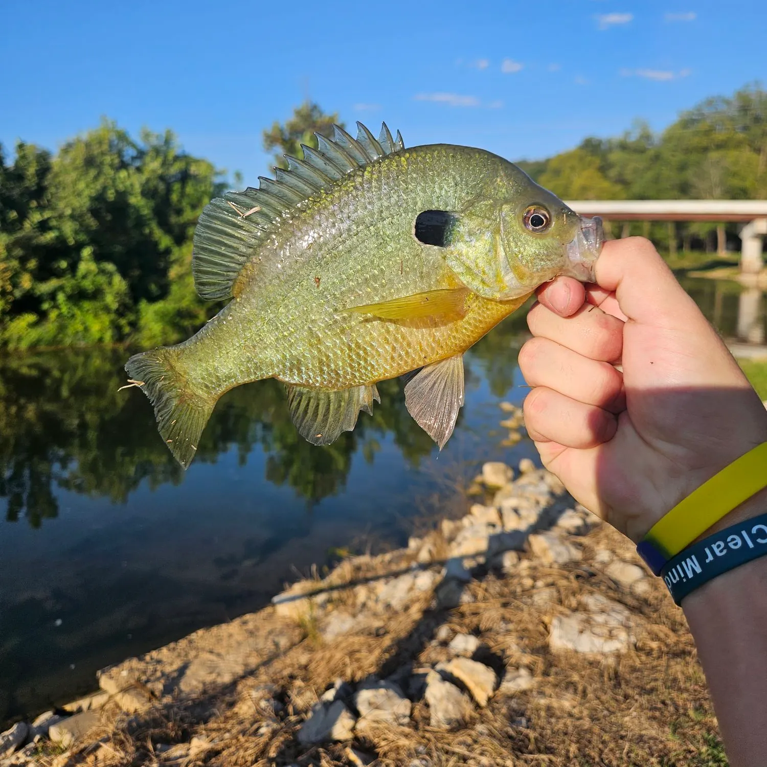 Bluegill caught on Fishbrain