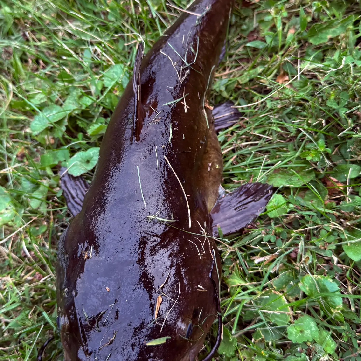 Black bullhead caught on Fishbrain