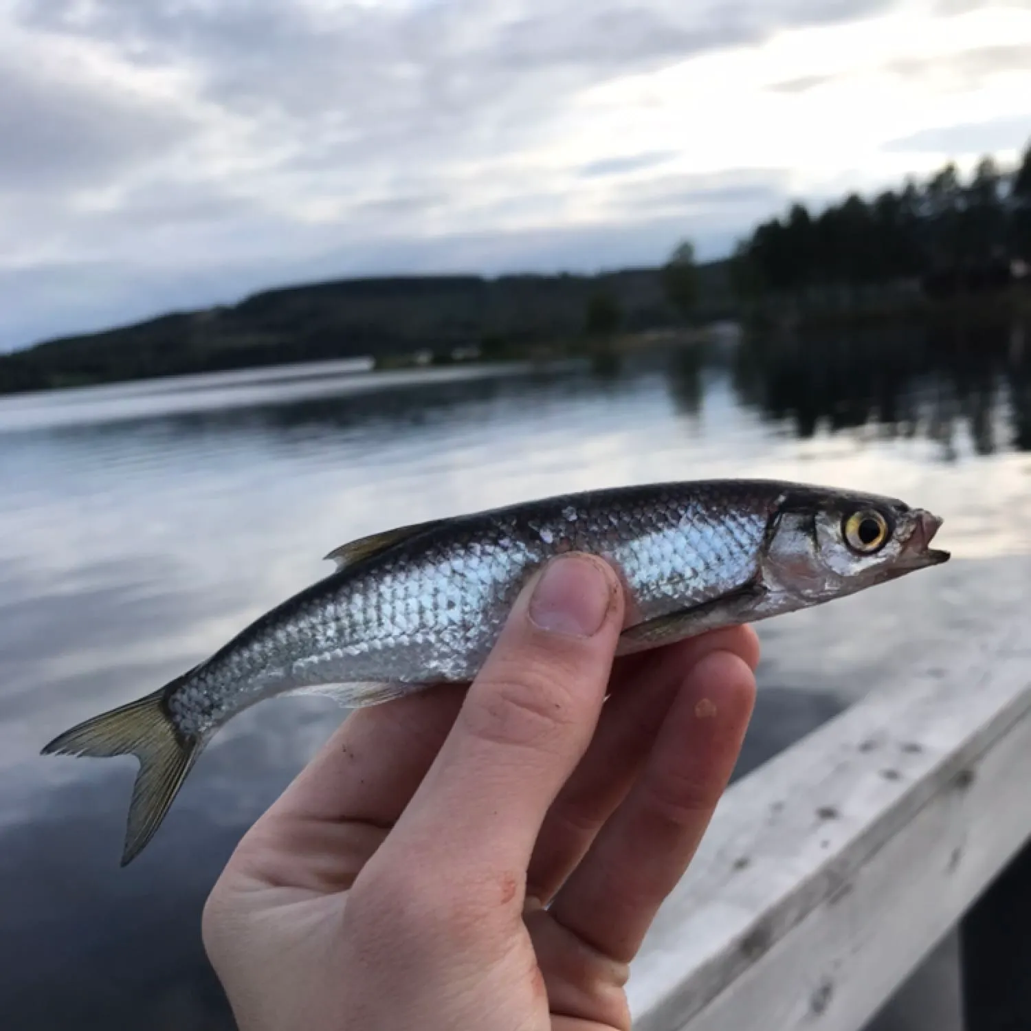 The most recent Sardine cisco catches on Fishbrain