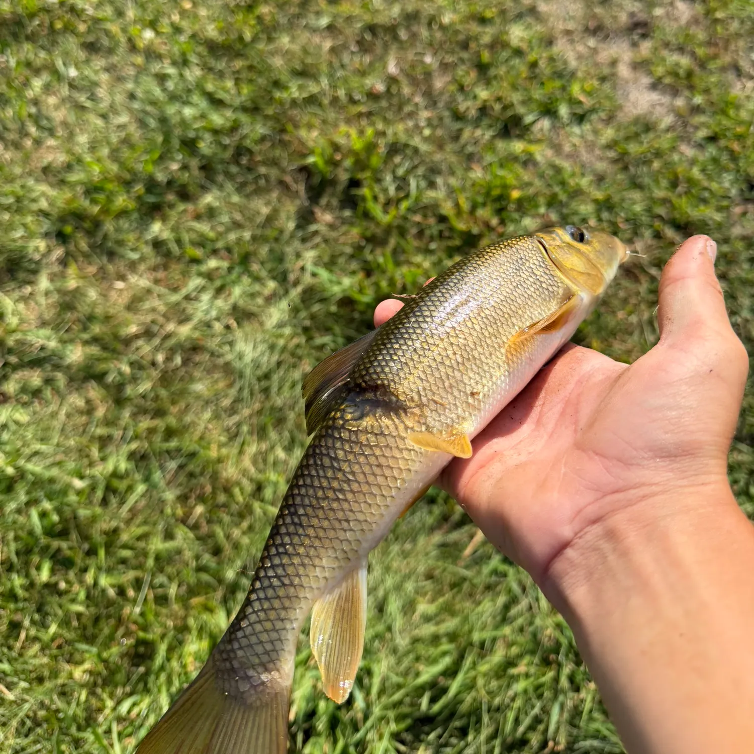 The most recent Hornyhead chub catches on Fishbrain