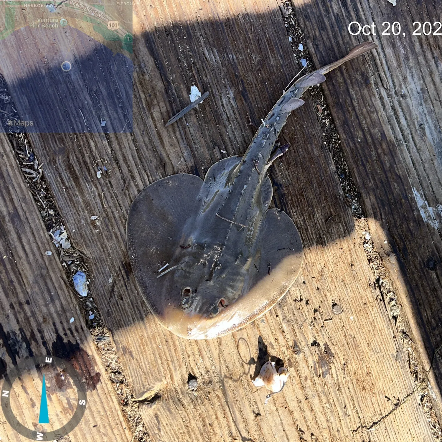 Thornback guitarfish caught on Fishbrain