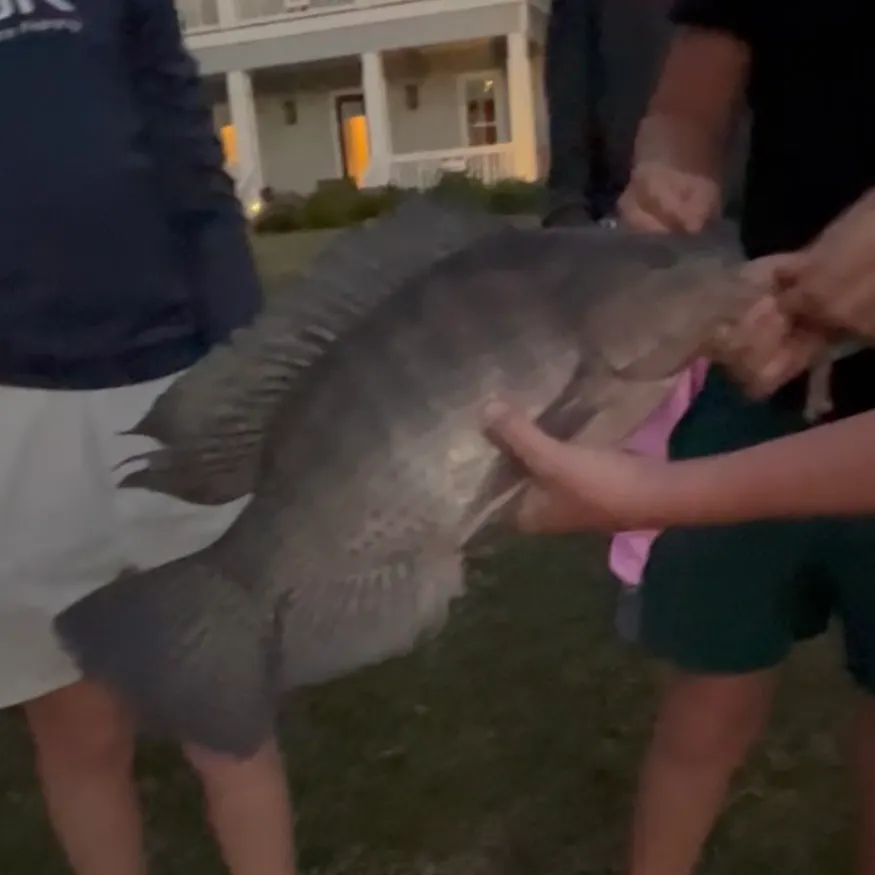 Nile tilapia caught on Fishbrain