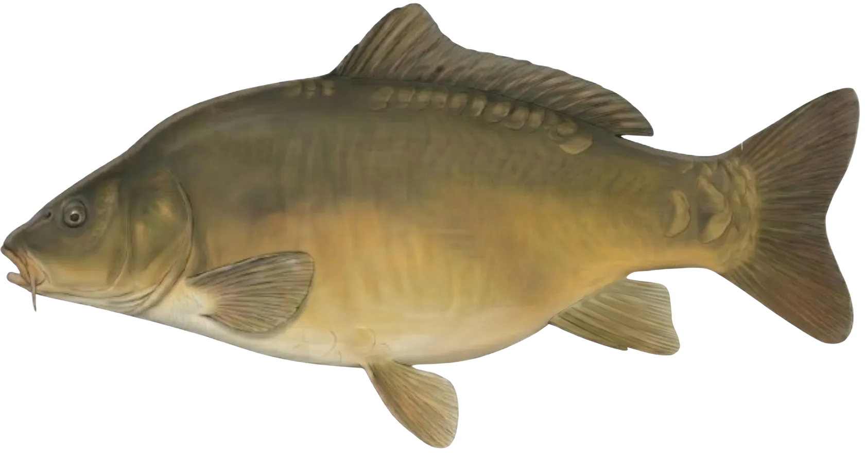 Leather carp