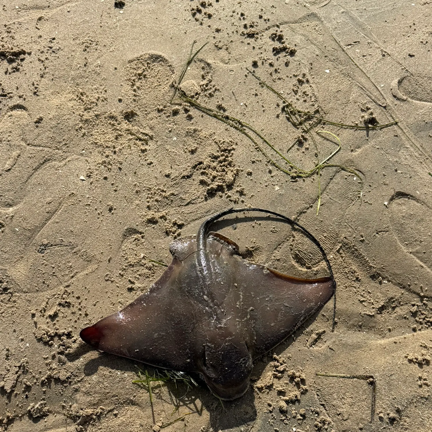 The most recent Bat eagle ray catches on Fishbrain