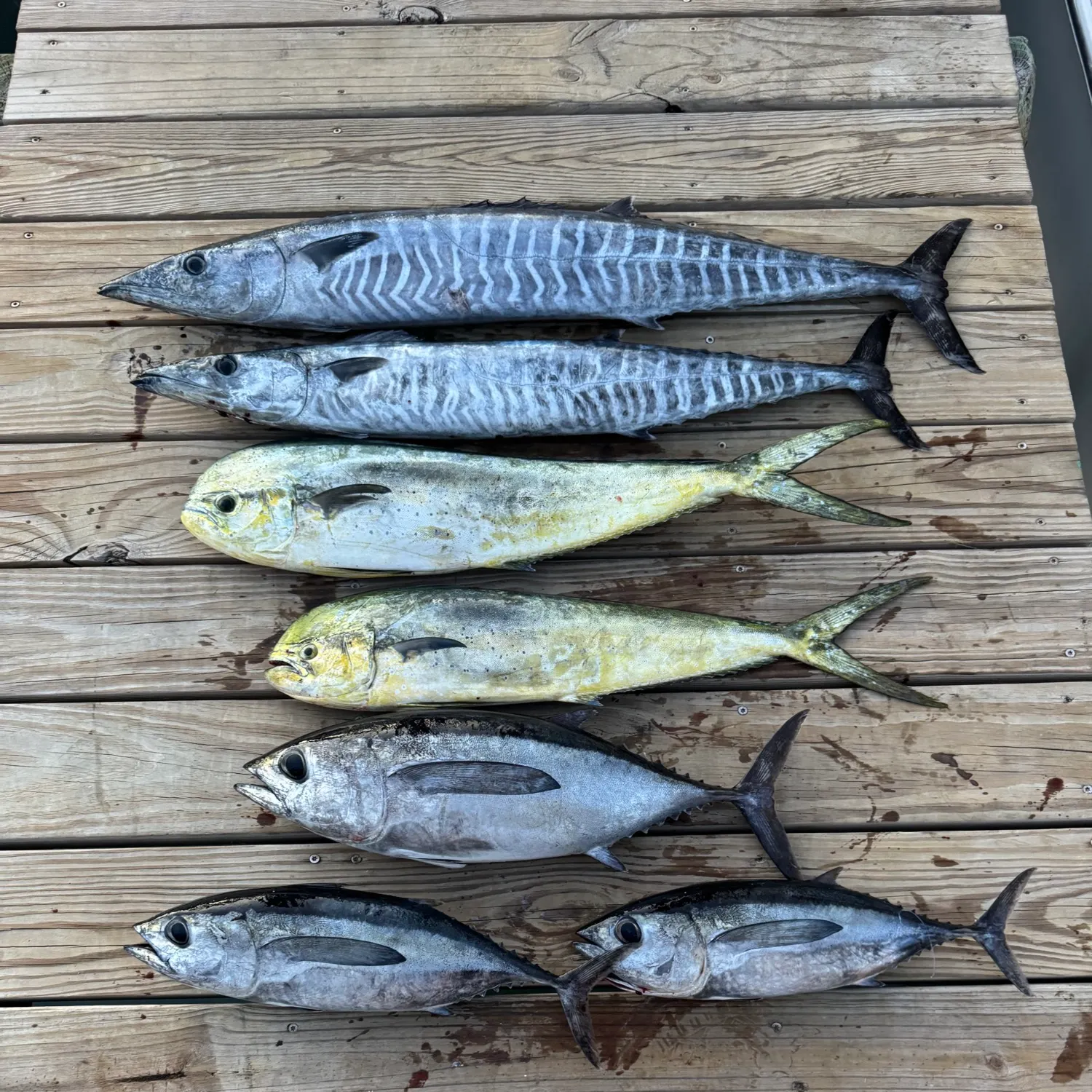 recently logged catches