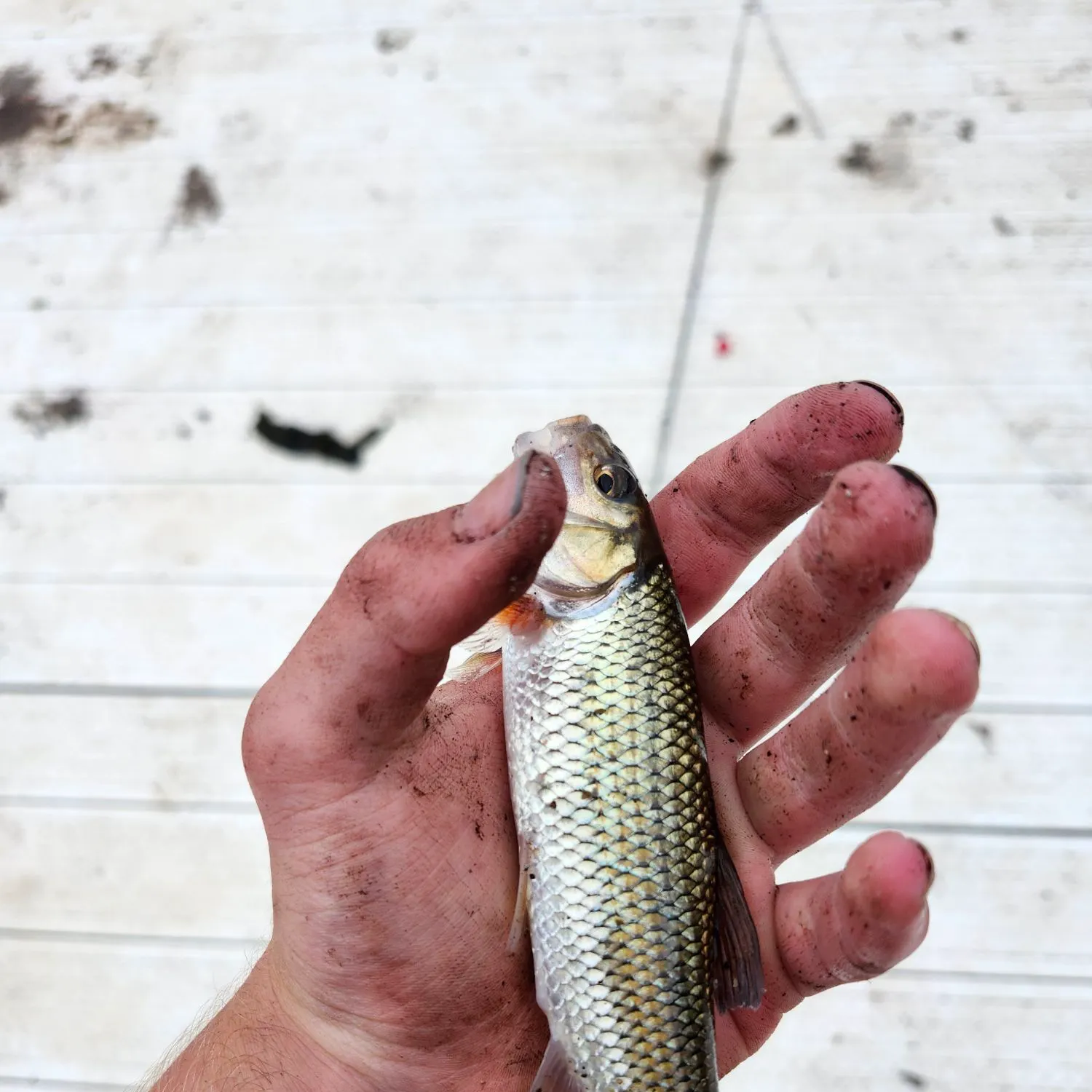Fallfish caught on Fishbrain