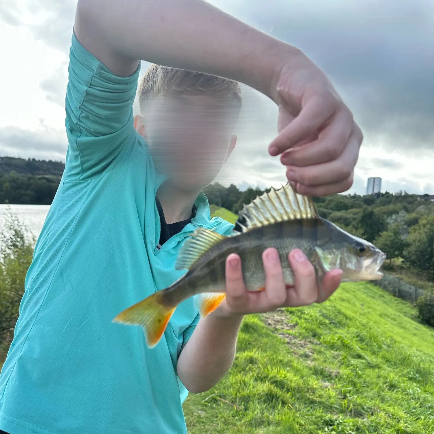 European perch caught on Fishbrain