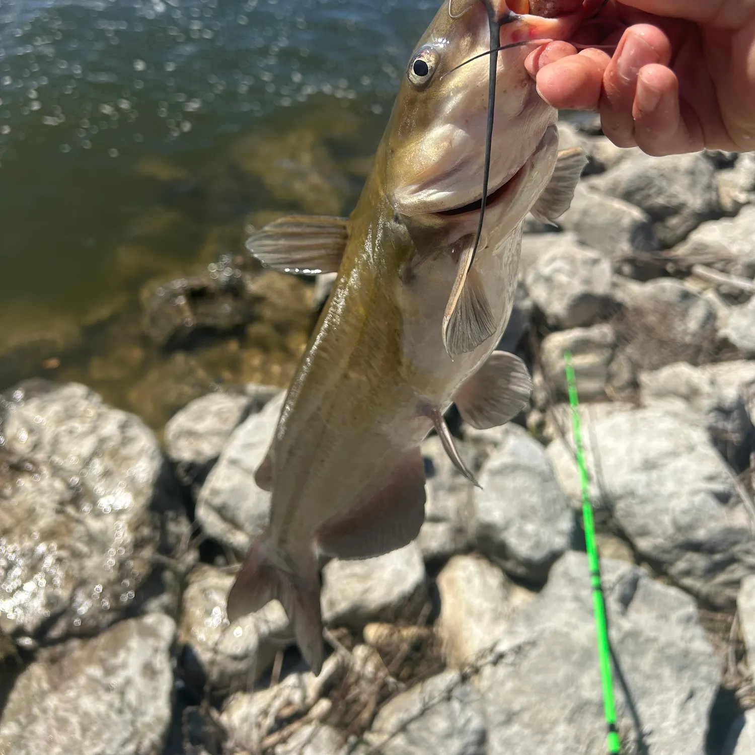 Channel catfish caught on Fishbrain