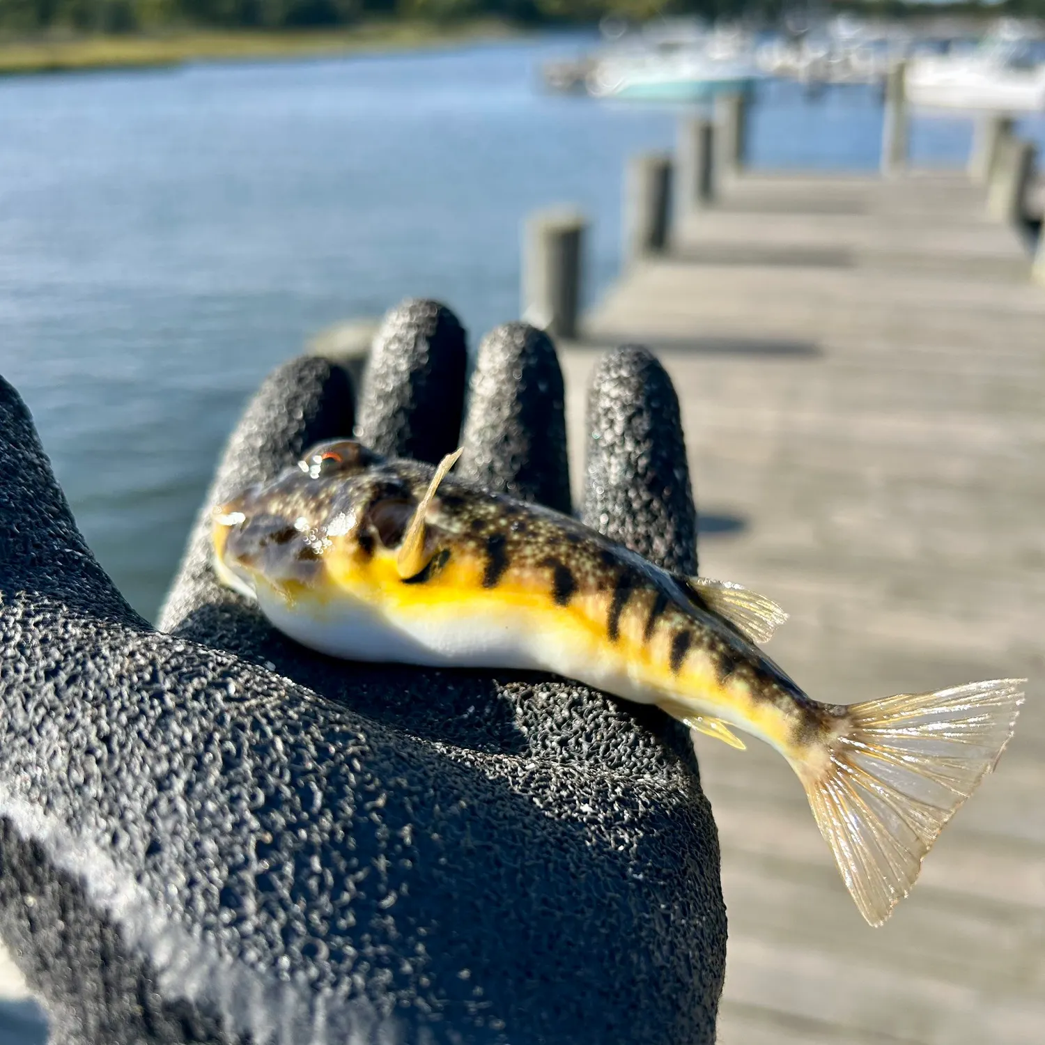 Northern puffer caught on Fishbrain
