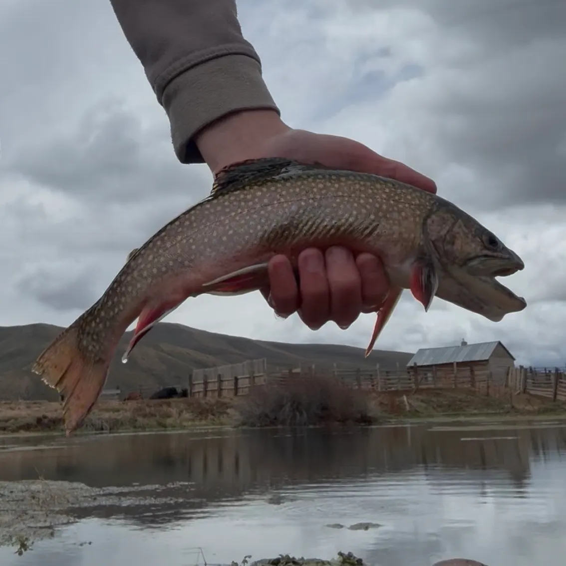 The most recent Brook trout catches on Fishbrain