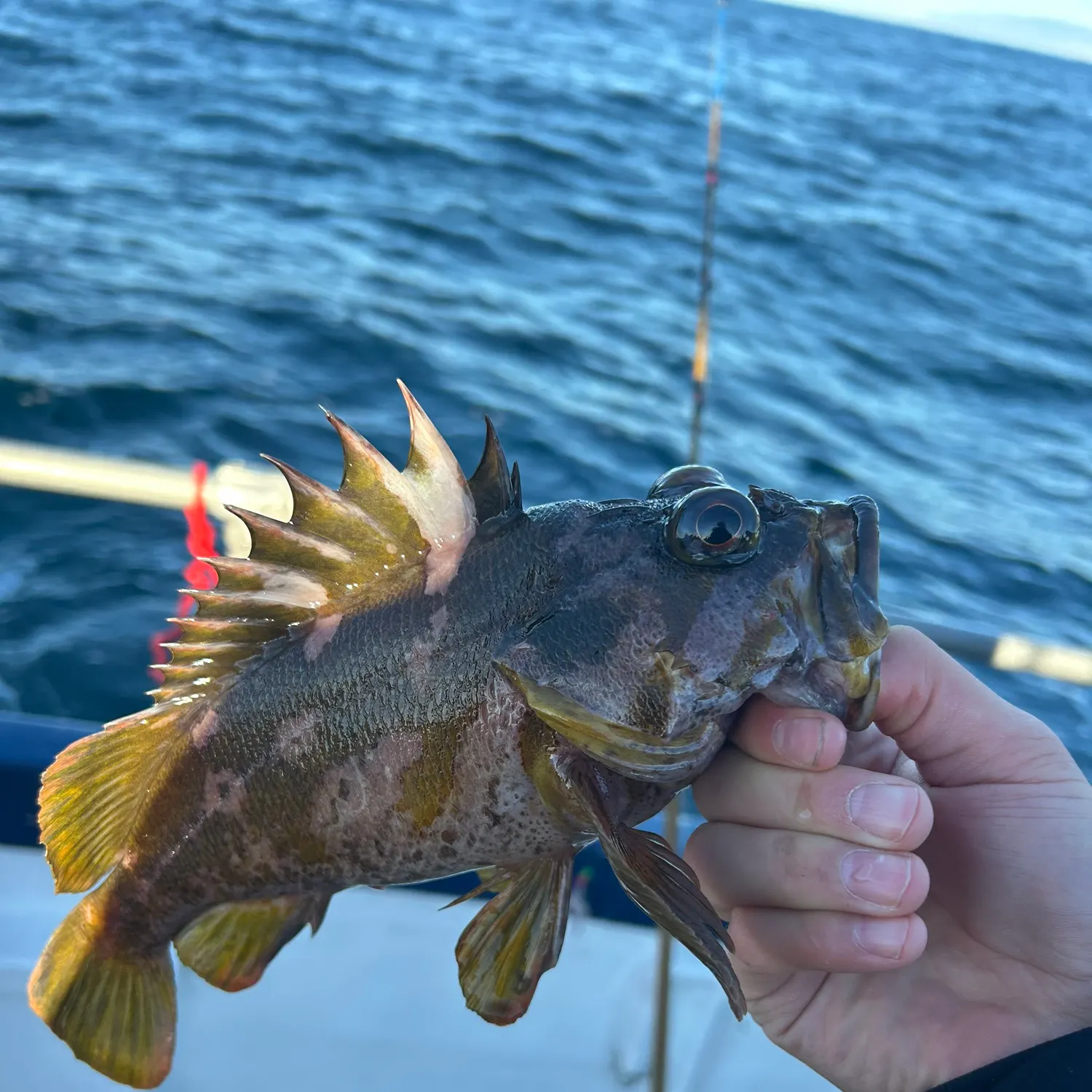 The most recent Gopher rockfish catches on Fishbrain