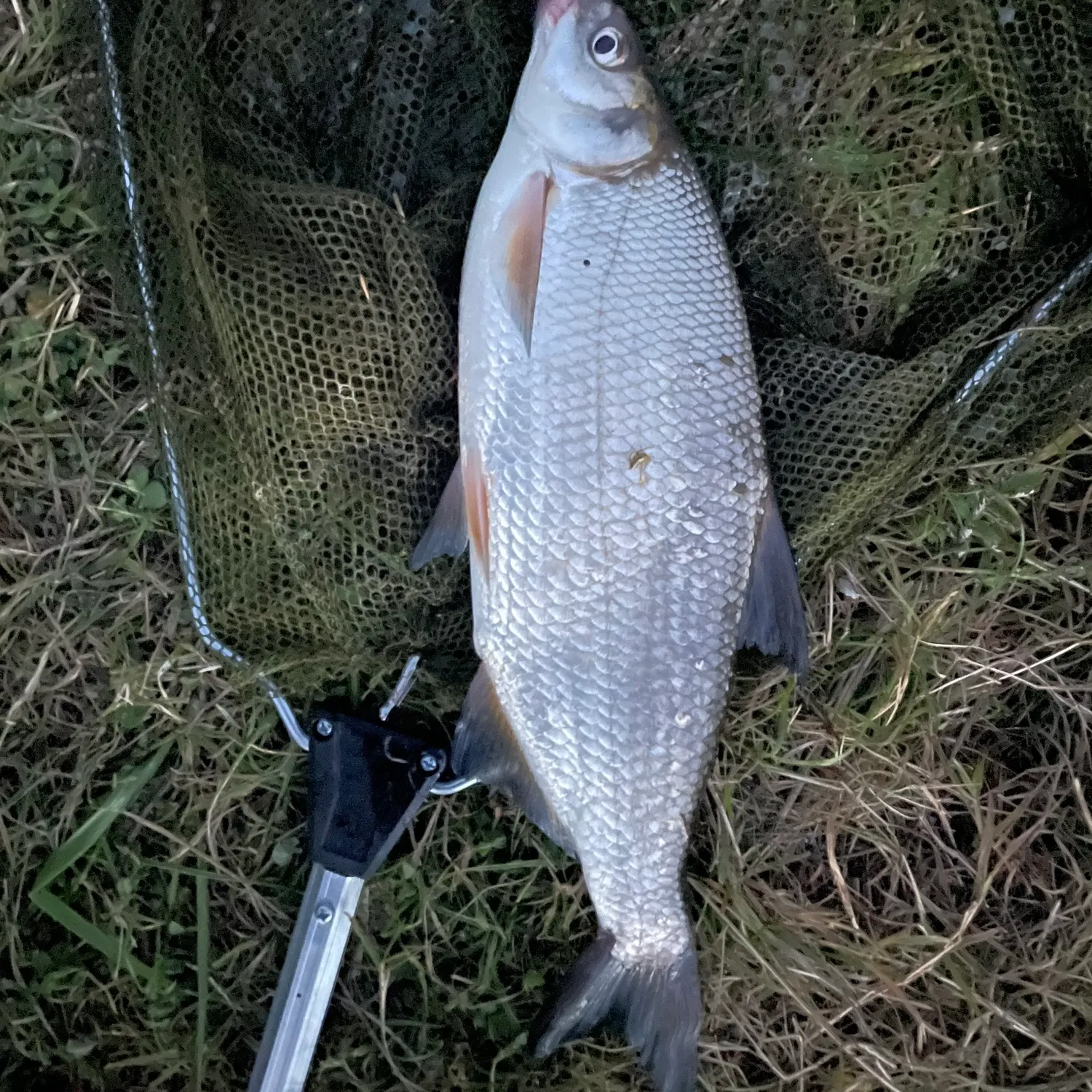 The most recent Vimba bream catches on Fishbrain
