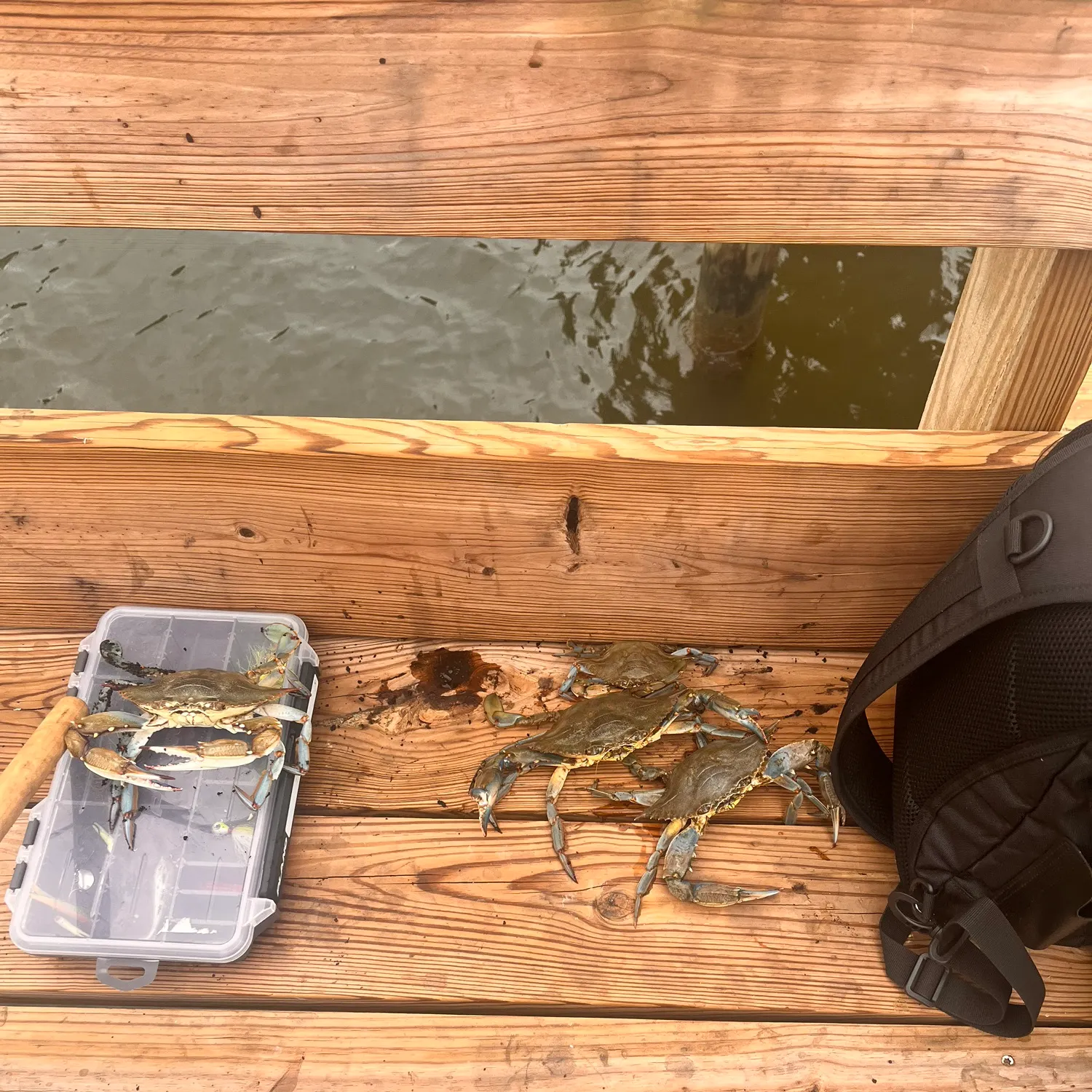 Blue crab caught on Fishbrain
