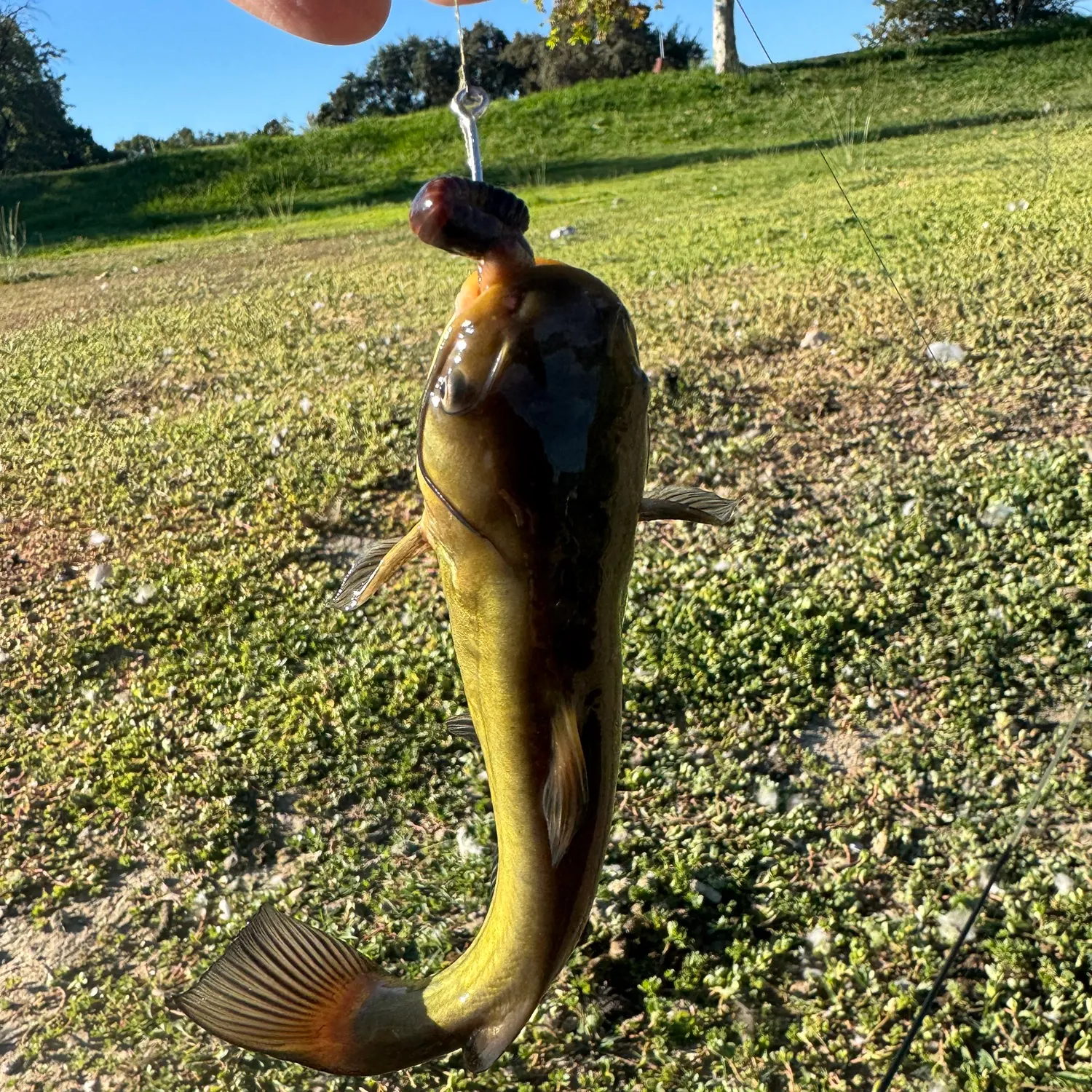 Fish caught on Fishbrain