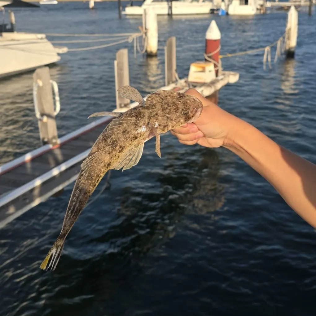 The most recent Bartail flathead catches on Fishbrain