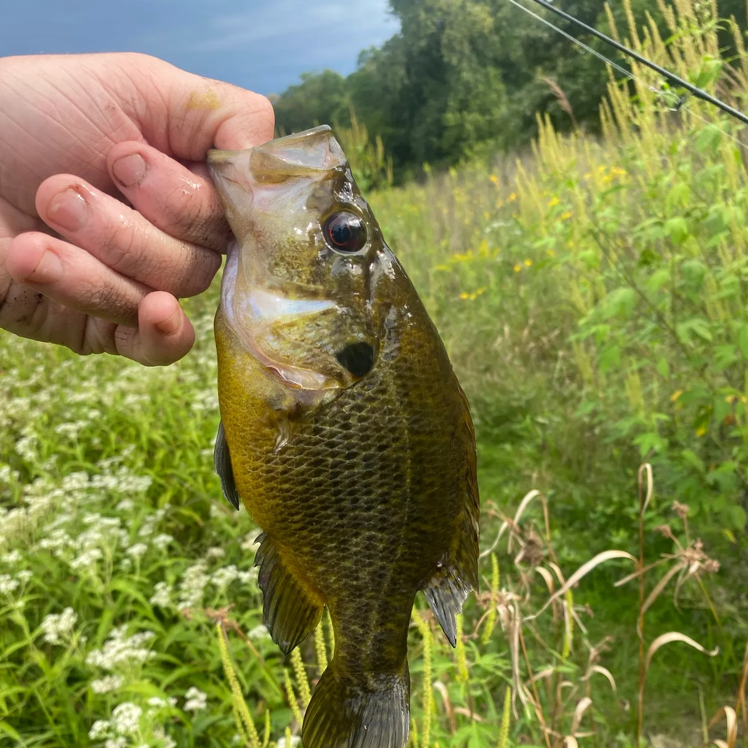 Warmouth caught on Fishbrain