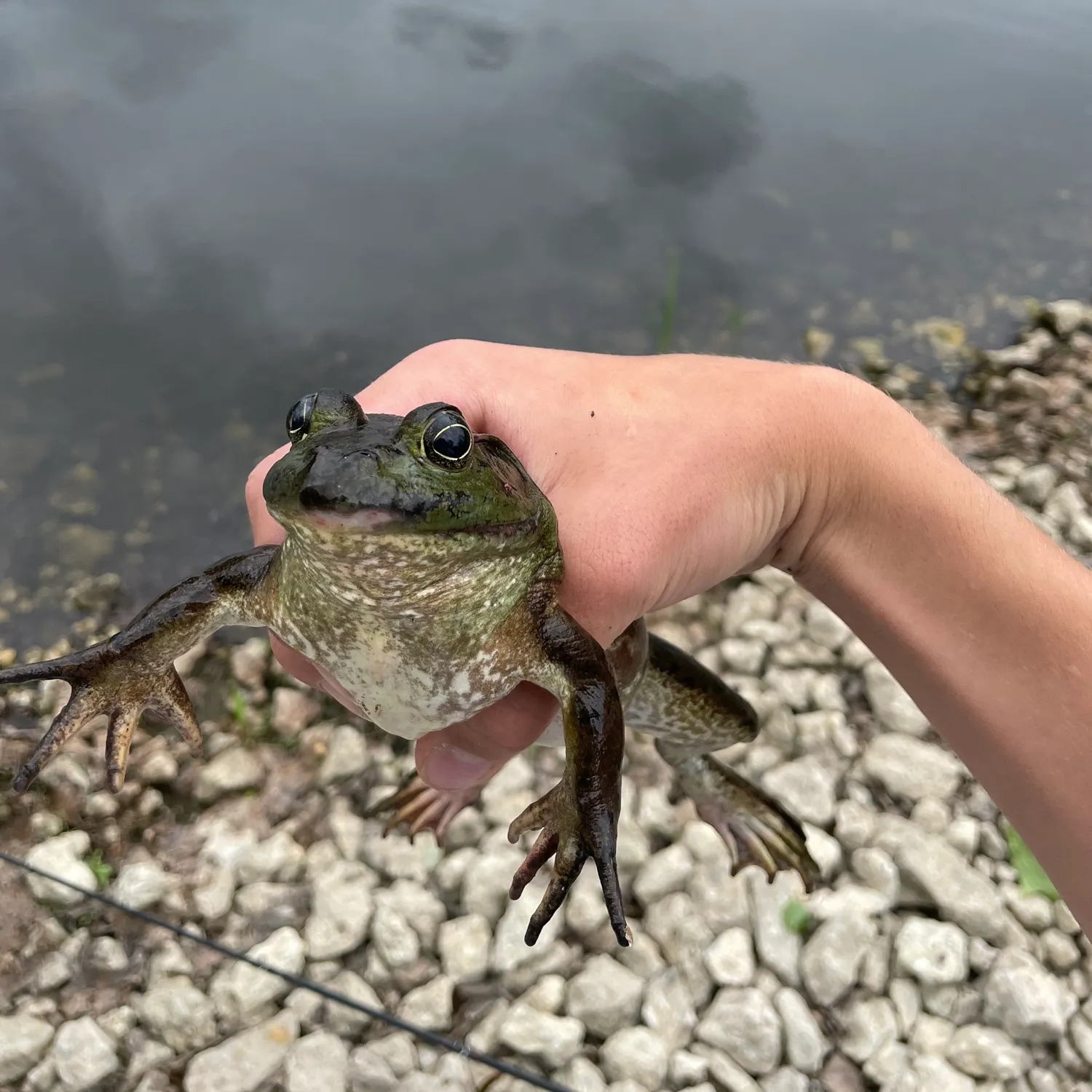 The most recent Warty frogfish catches on Fishbrain