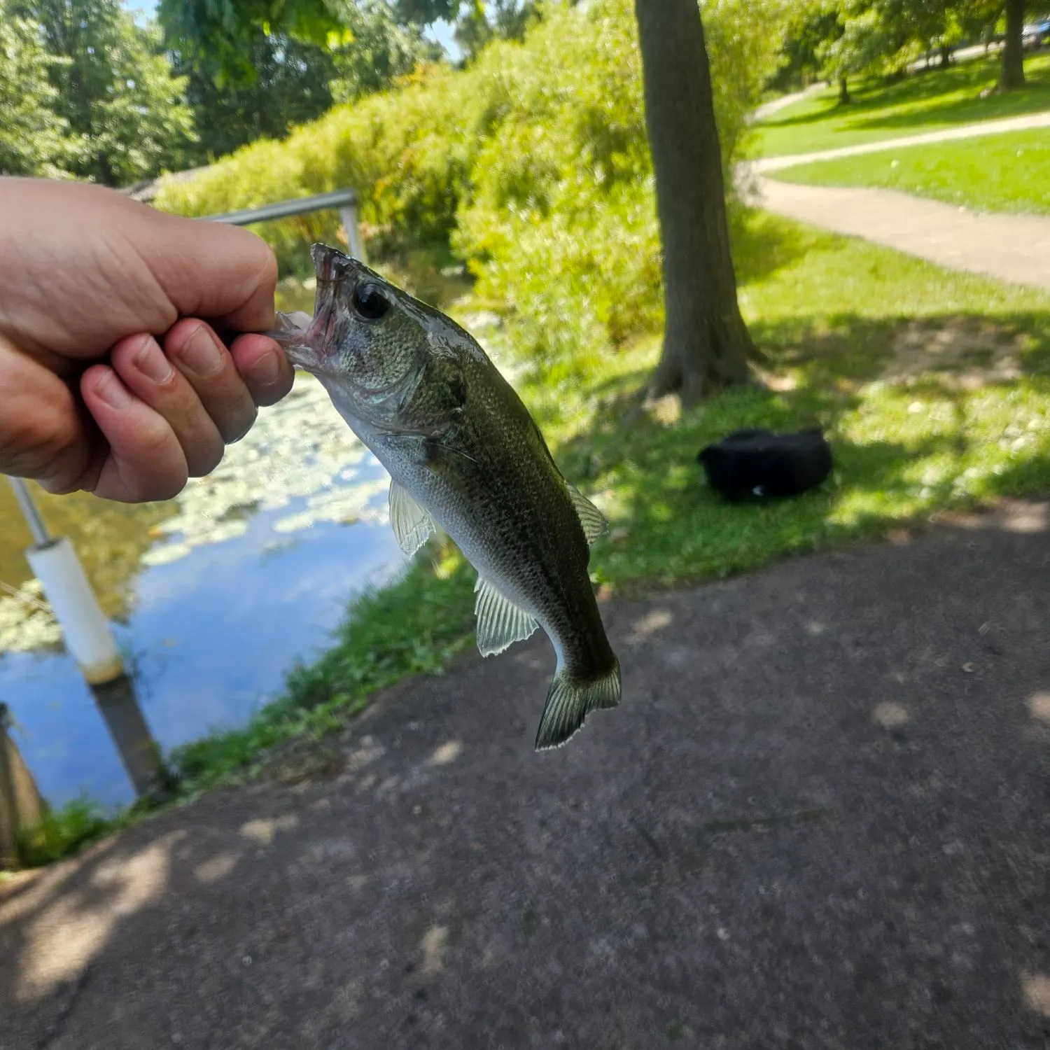 Largemouth bass caught on Fishbrain
