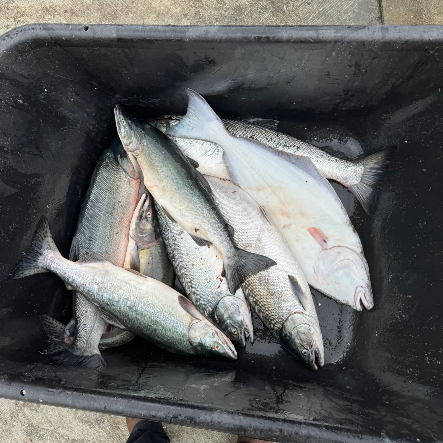 Coho salmon caught on Fishbrain