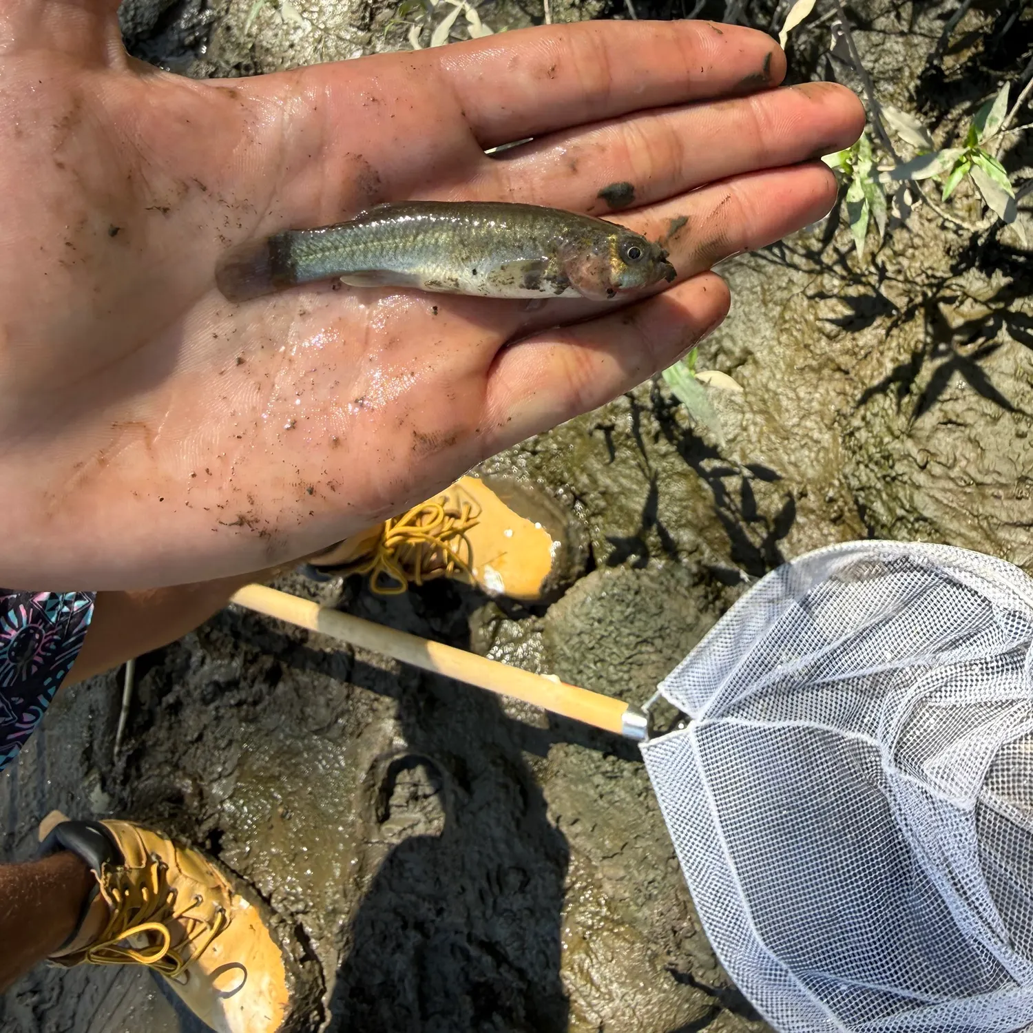 Creek chub caught on Fishbrain