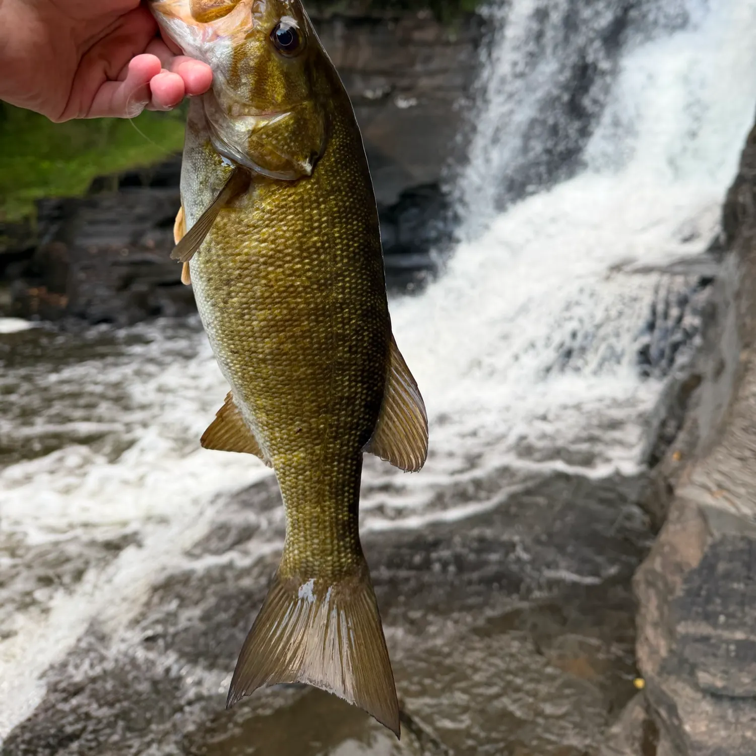 Smallmouth bass caught on Fishbrain