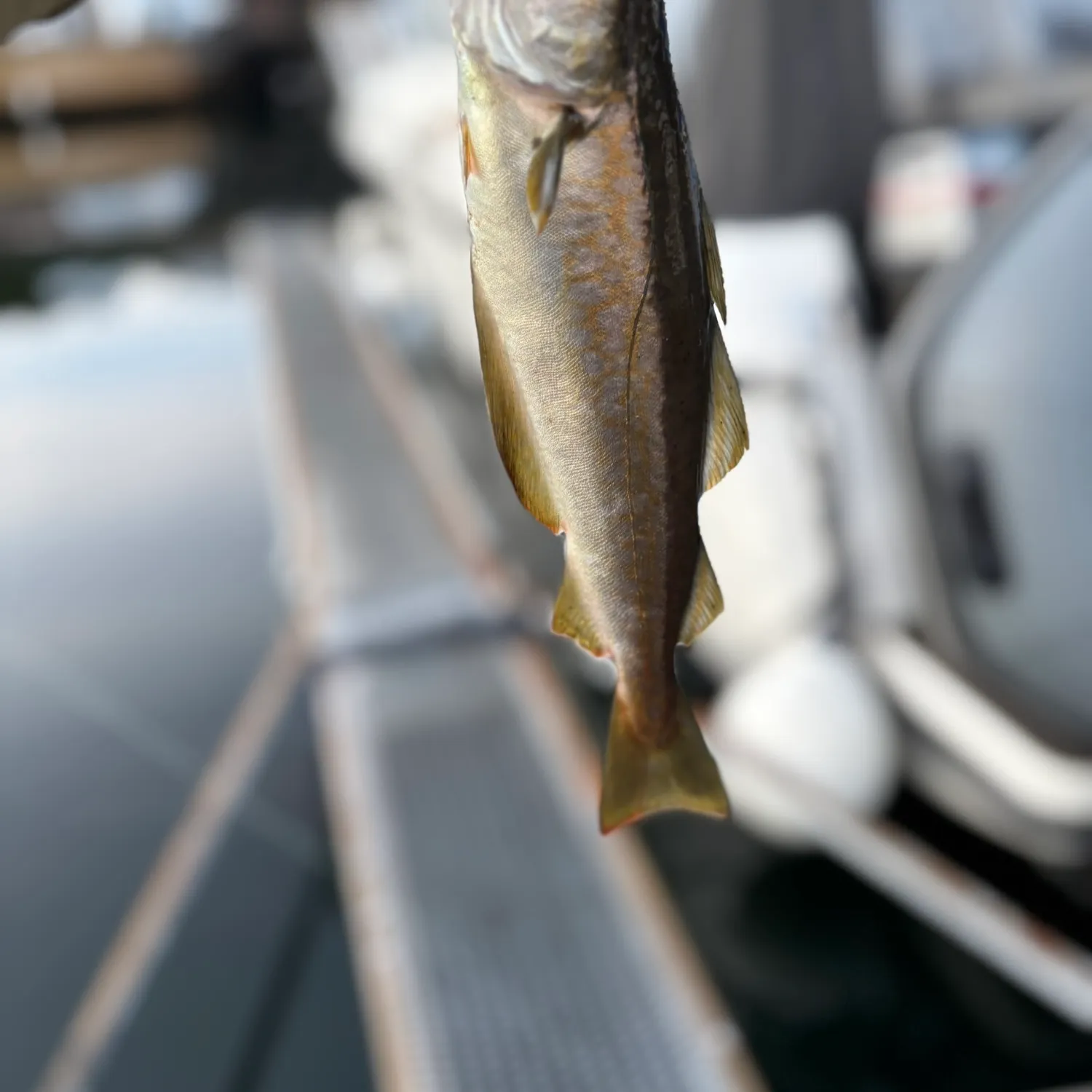 The most recent Pollack catches on Fishbrain