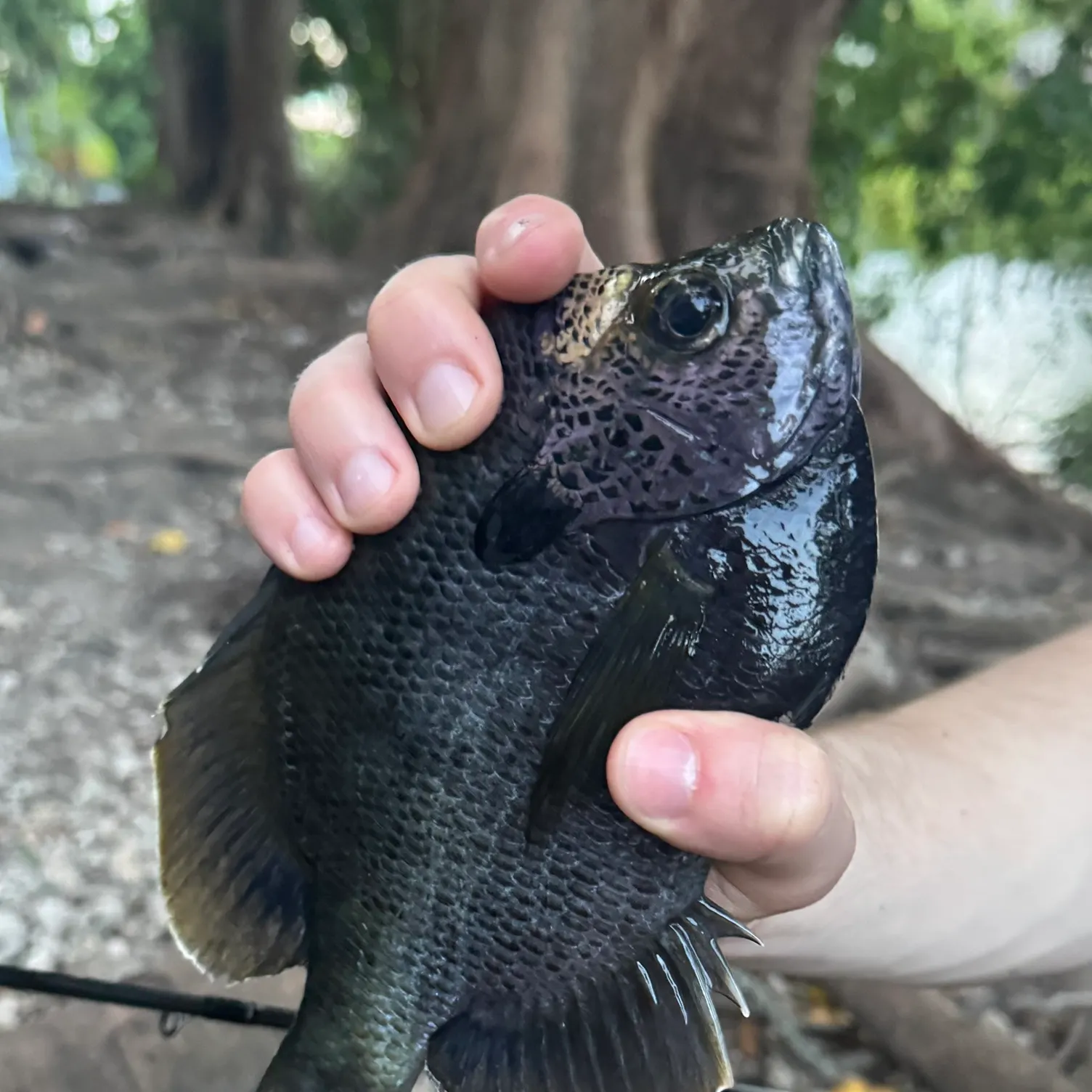 The most recent Coppernose bluegill catches on Fishbrain