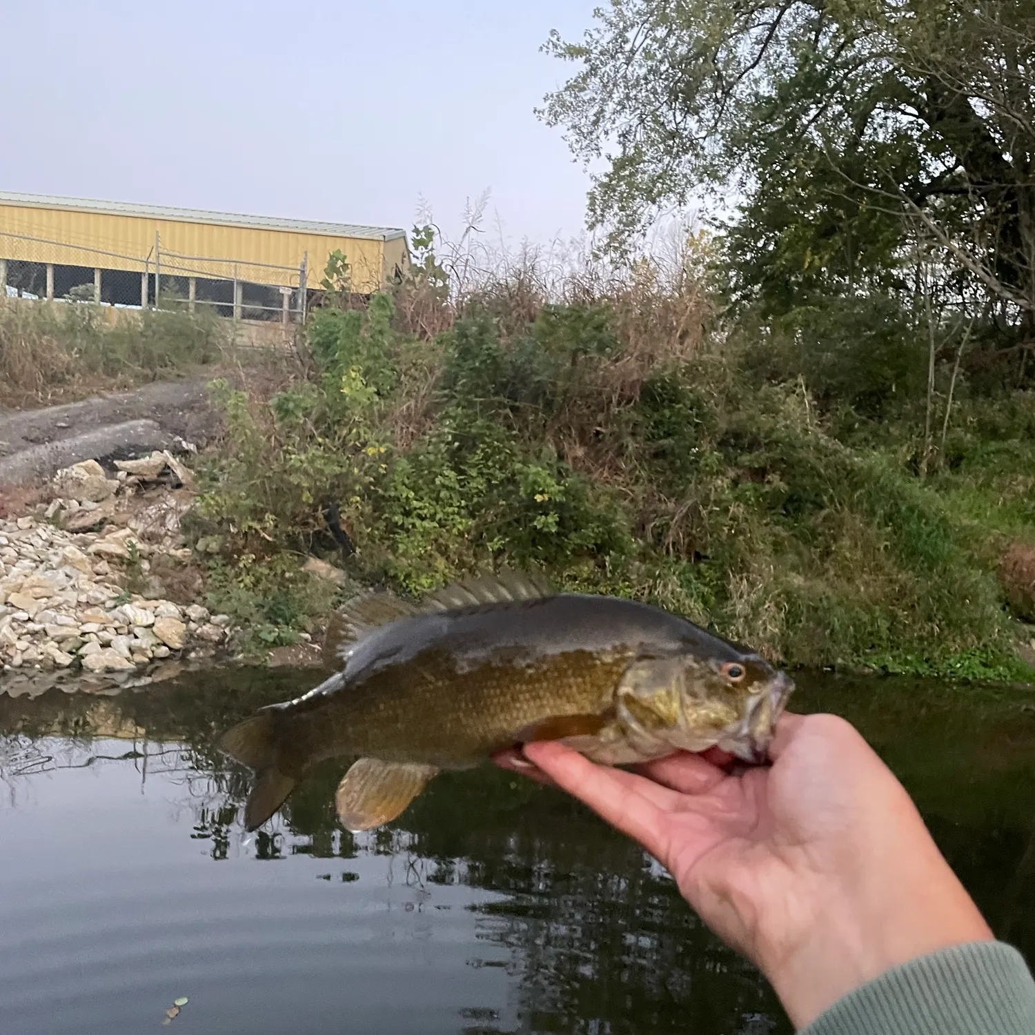 Smallmouth bass caught on Fishbrain