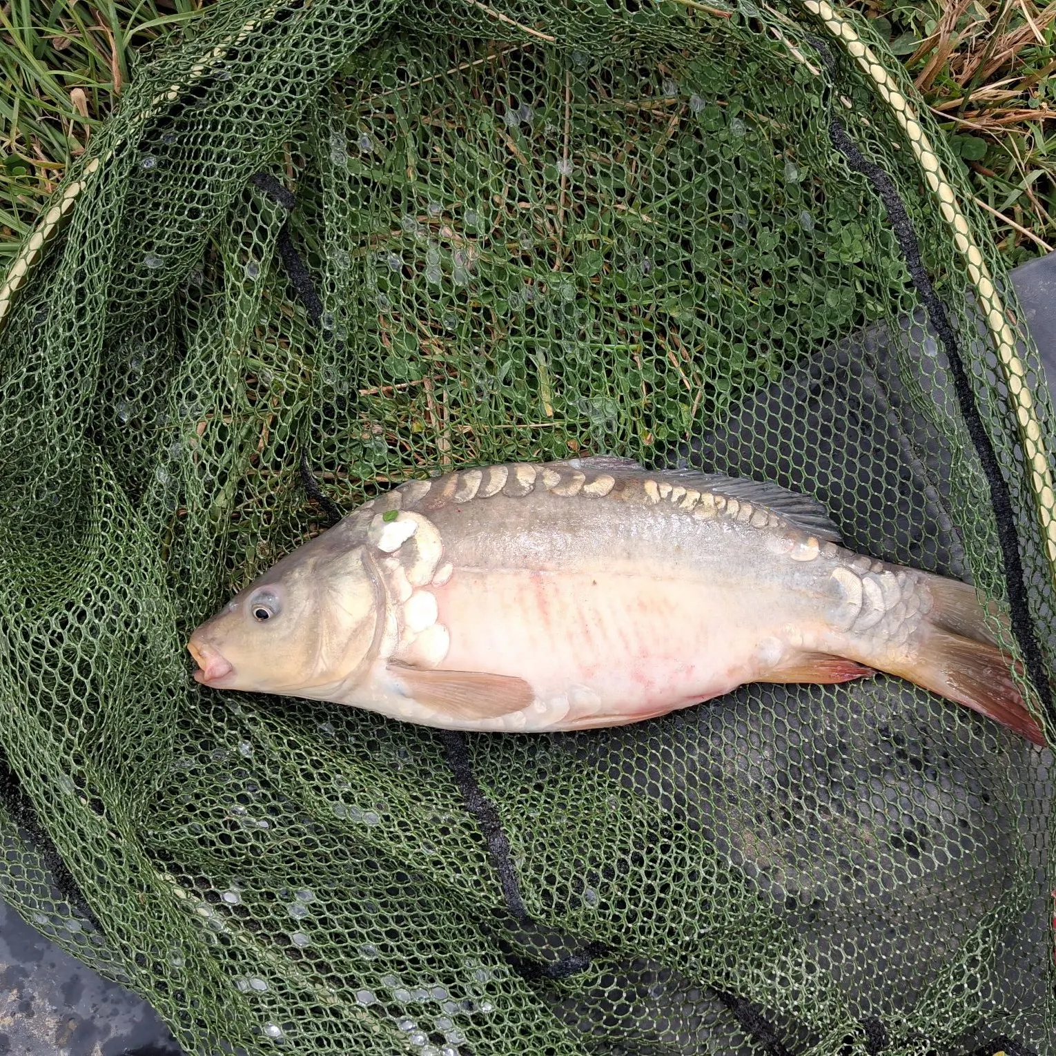 Mirror carp caught on Fishbrain