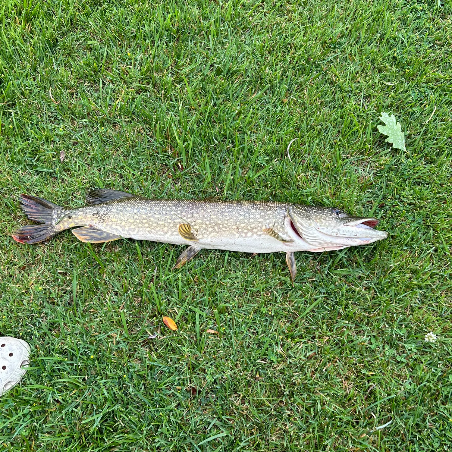 angler catch