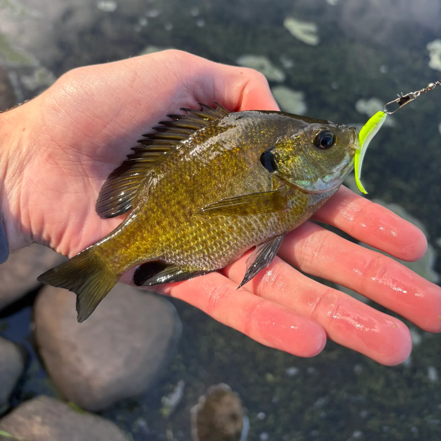 Bluegill caught on Fishbrain