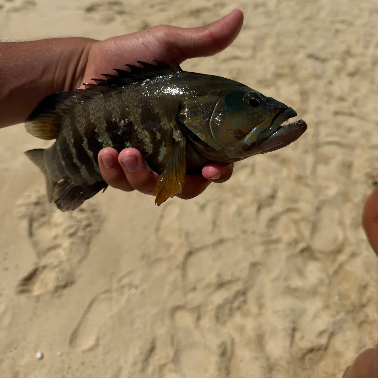 The most recent Leopard coralgrouper catches on Fishbrain