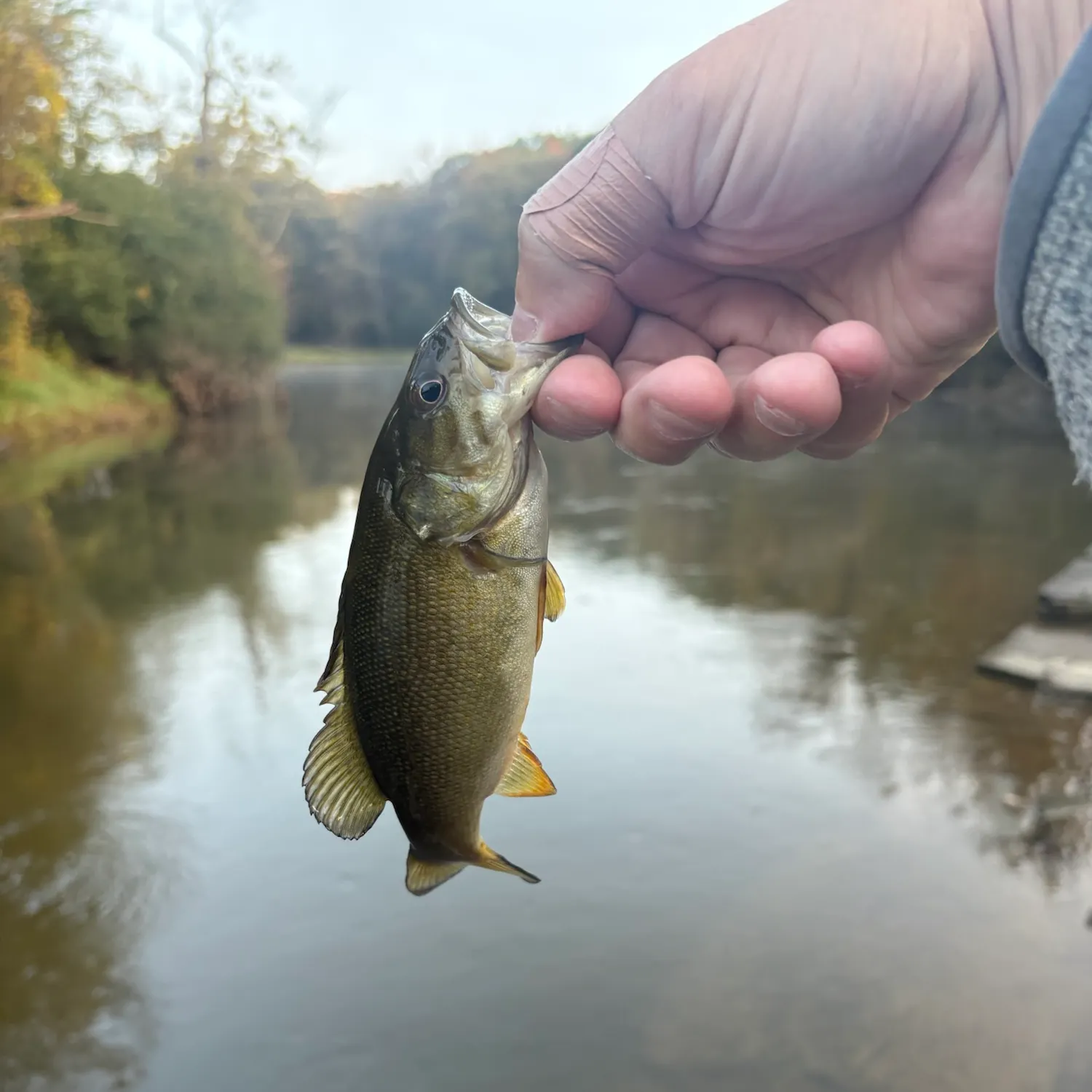 Smallmouth bass caught on Fishbrain