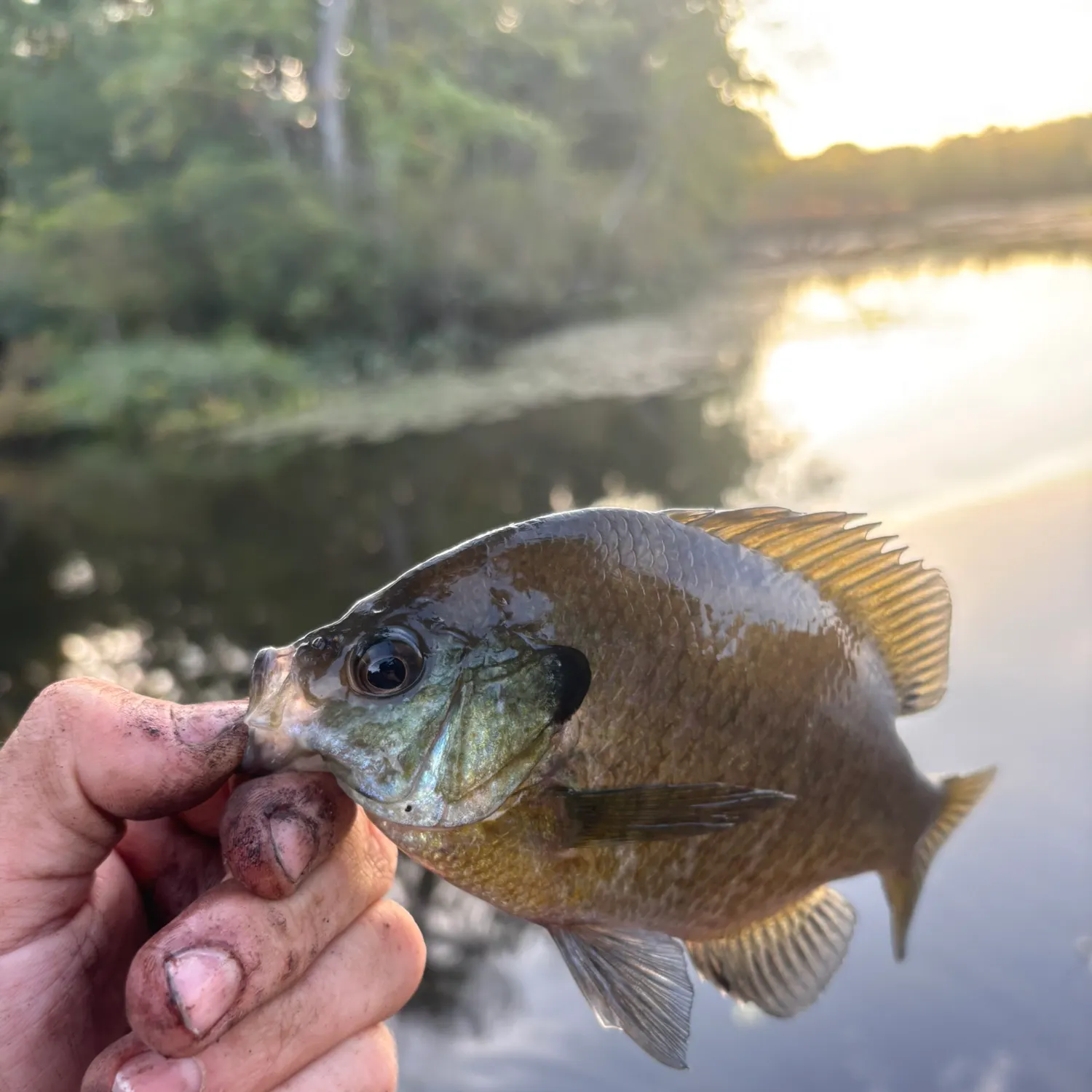 Bluegill caught on Fishbrain