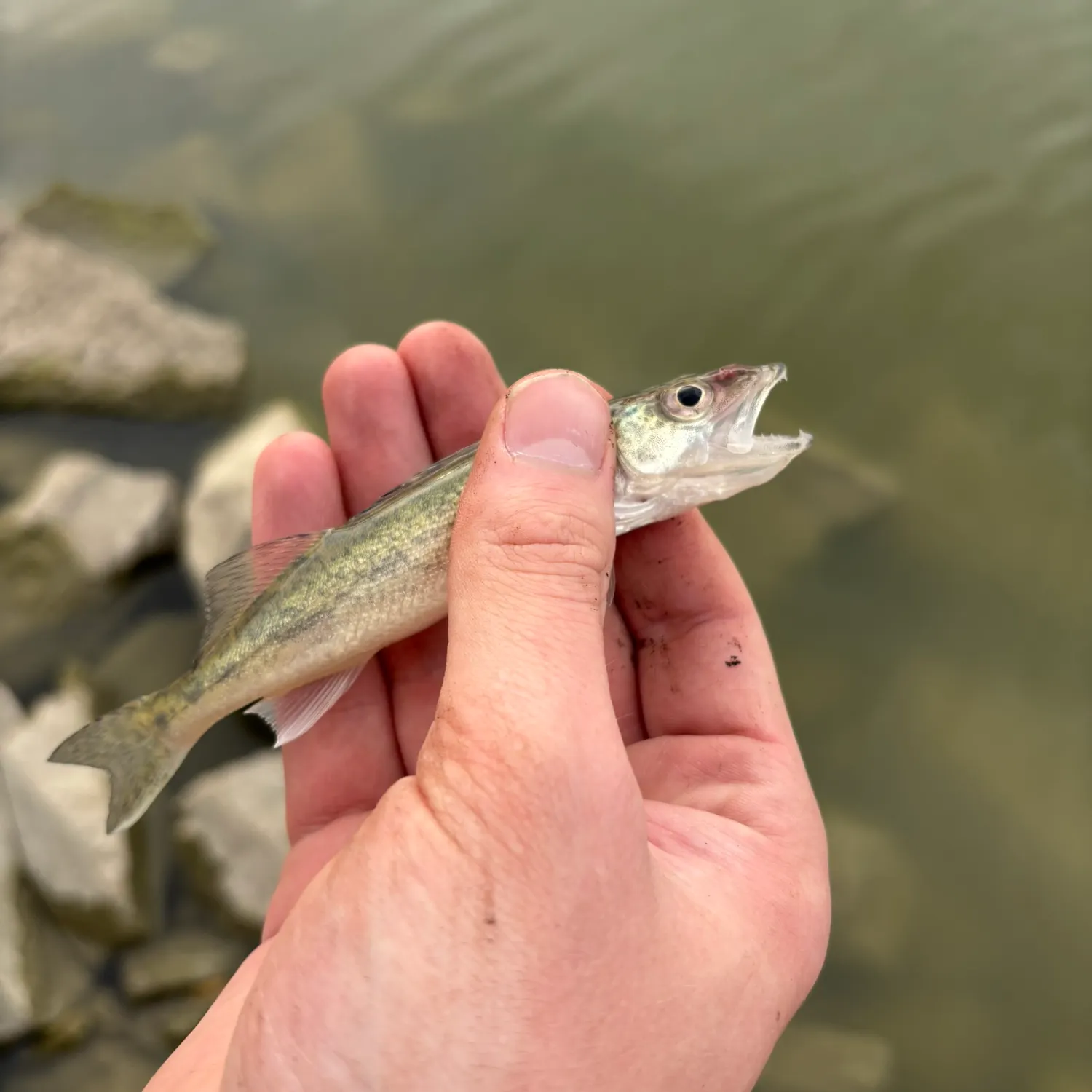 Walleye caught on Fishbrain