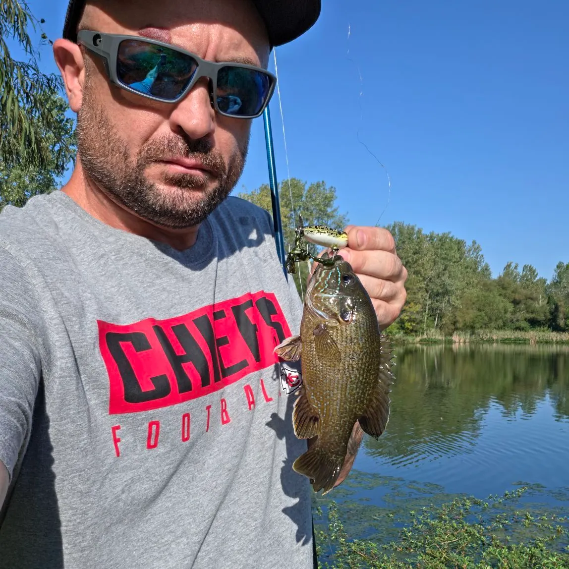 Green sunfish caught on Fishbrain