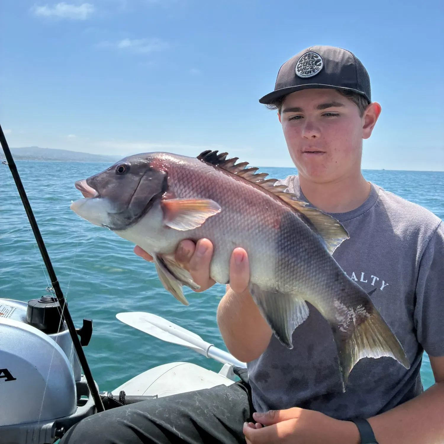 The most recent California sheephead catches on Fishbrain