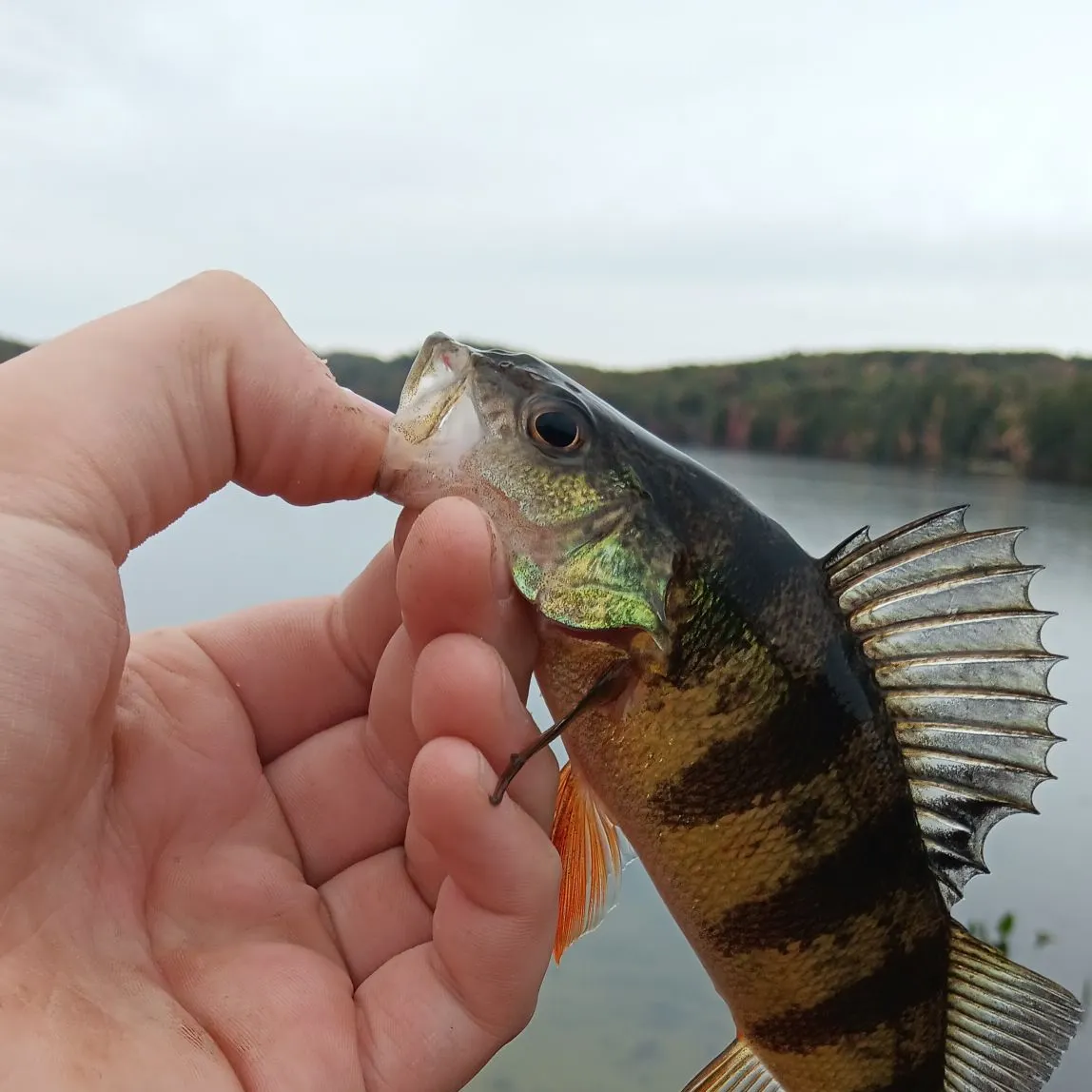 Yellow perch caught on Fishbrain