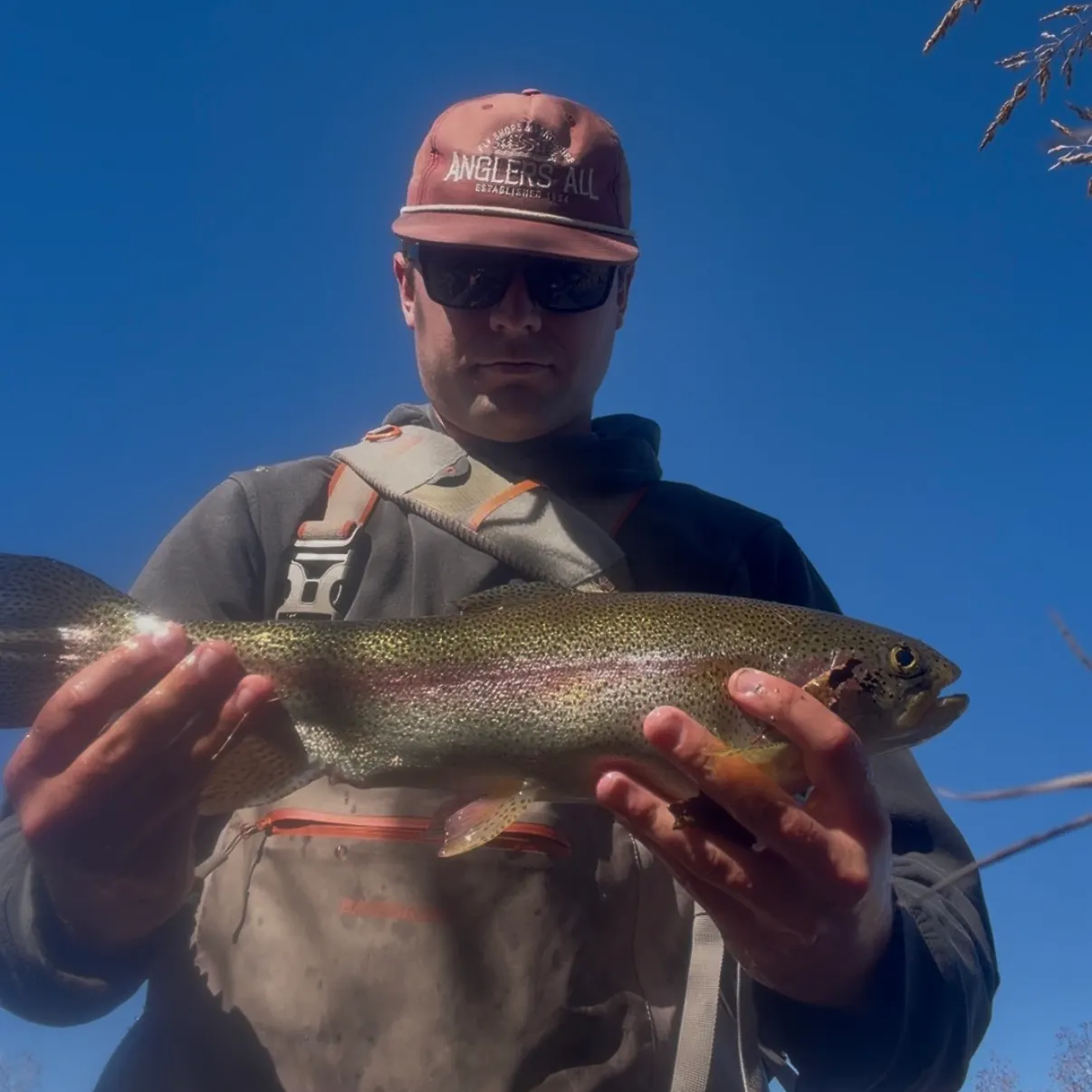 Rainbow trout caught on Fishbrain